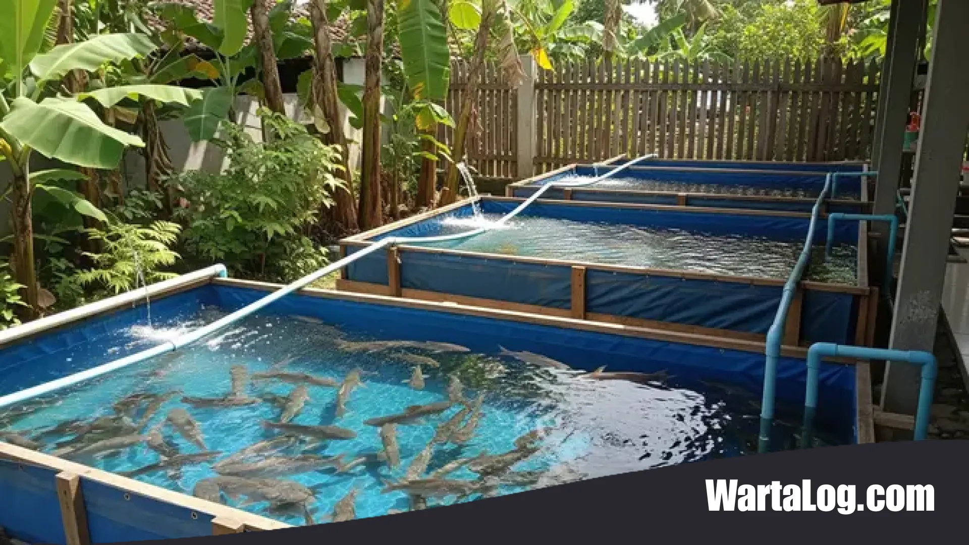 8 Rekomendasi Ikan Konsumsi untuk Pemula: Pilihan Anti Ribet, Cepat Panen, dan Menguntungkan