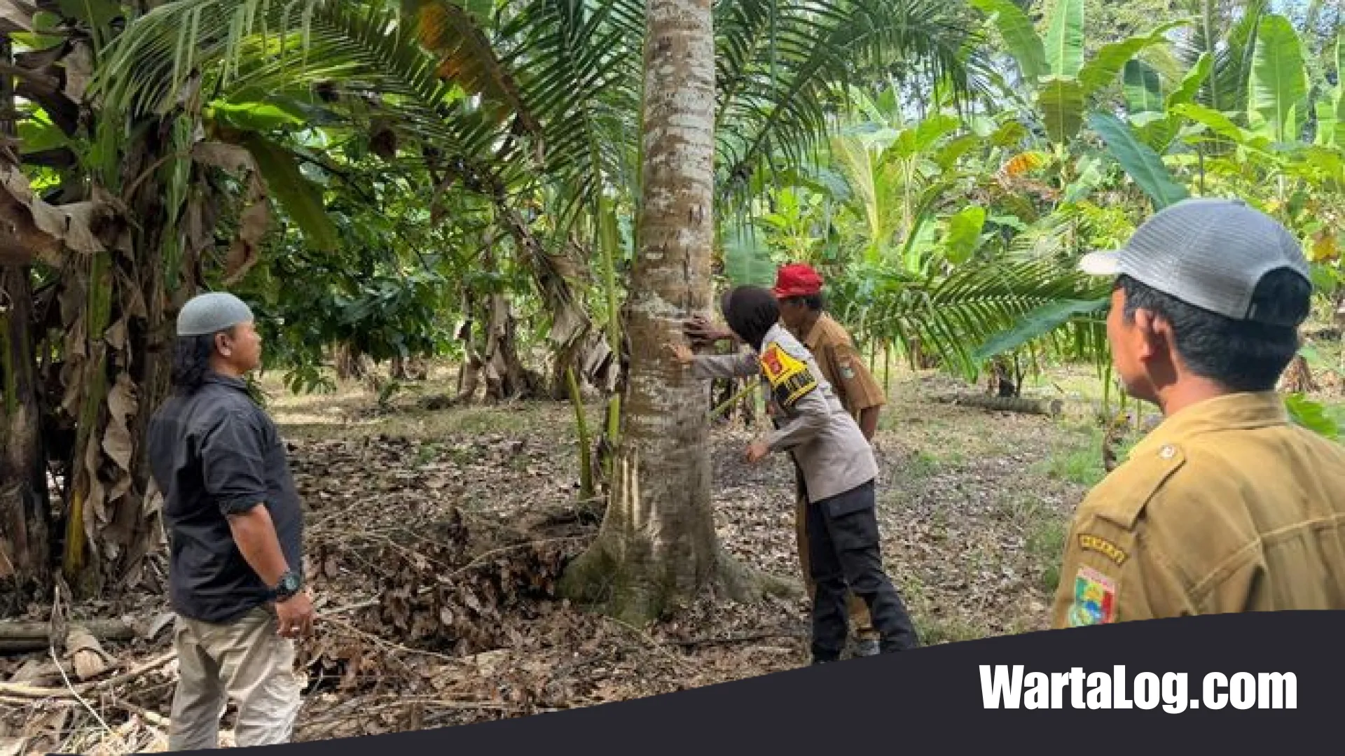 Teror Beruang Hitam di Perkebunan Tanggamus: Petani Pekon Kali Sari Diliputi Ketakutan