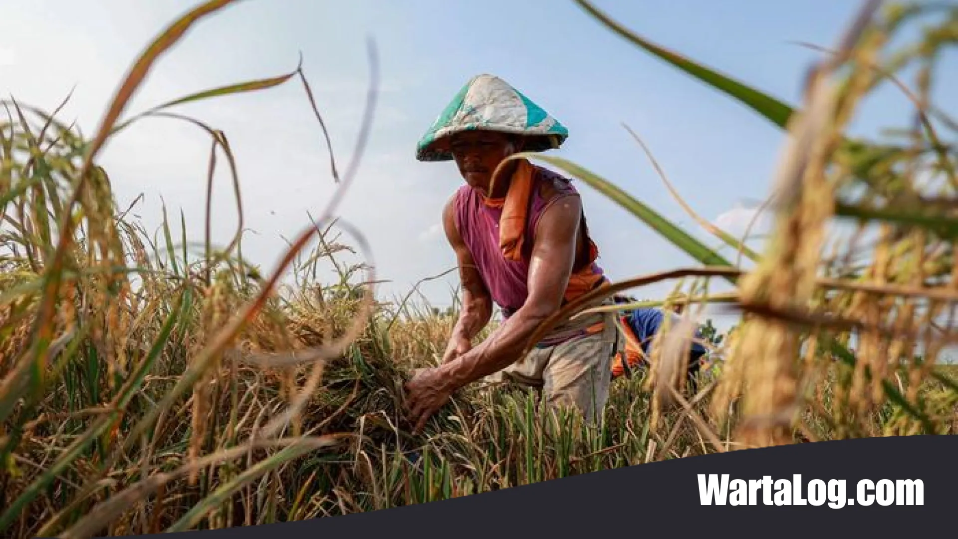 FAO Prediksi Produksi Beras Global Menurun Akibat El Nino: Waspada Krisis Pangan di Tengah Ketidakpastian Iklim