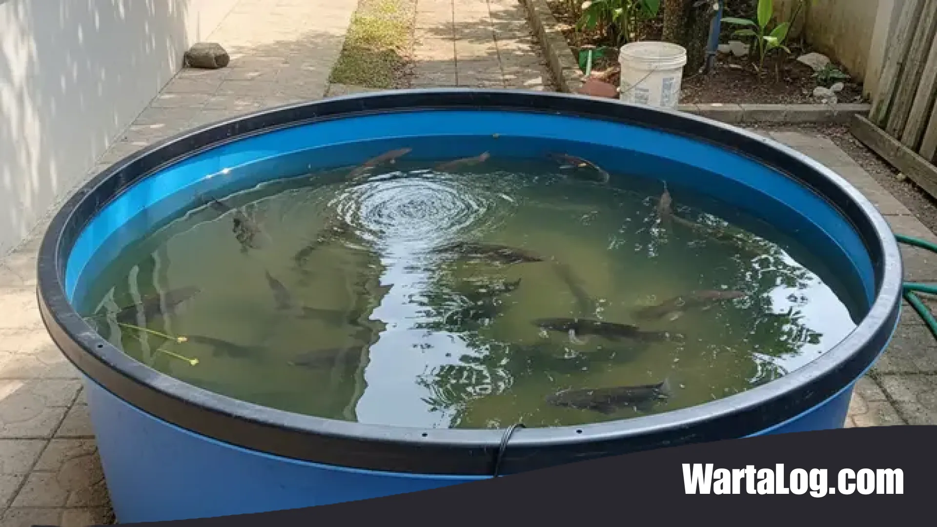 Investasi di Halaman Belakang: 6 Jenis Ikan Air Tawar yang Menjadi Tabungan Hidup Keluarga