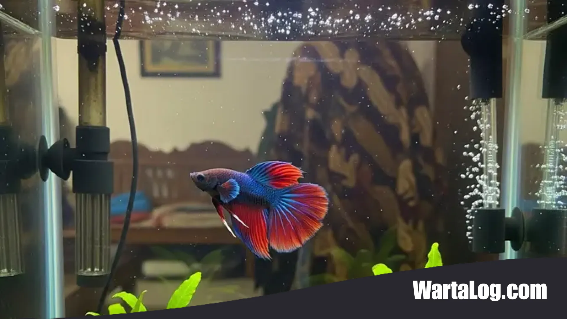 11 Ikan Air Tawar Paling Tangguh dan Minim Perawatan: Solusi Estetika untuk Masyarakat Urban yang Sibuk