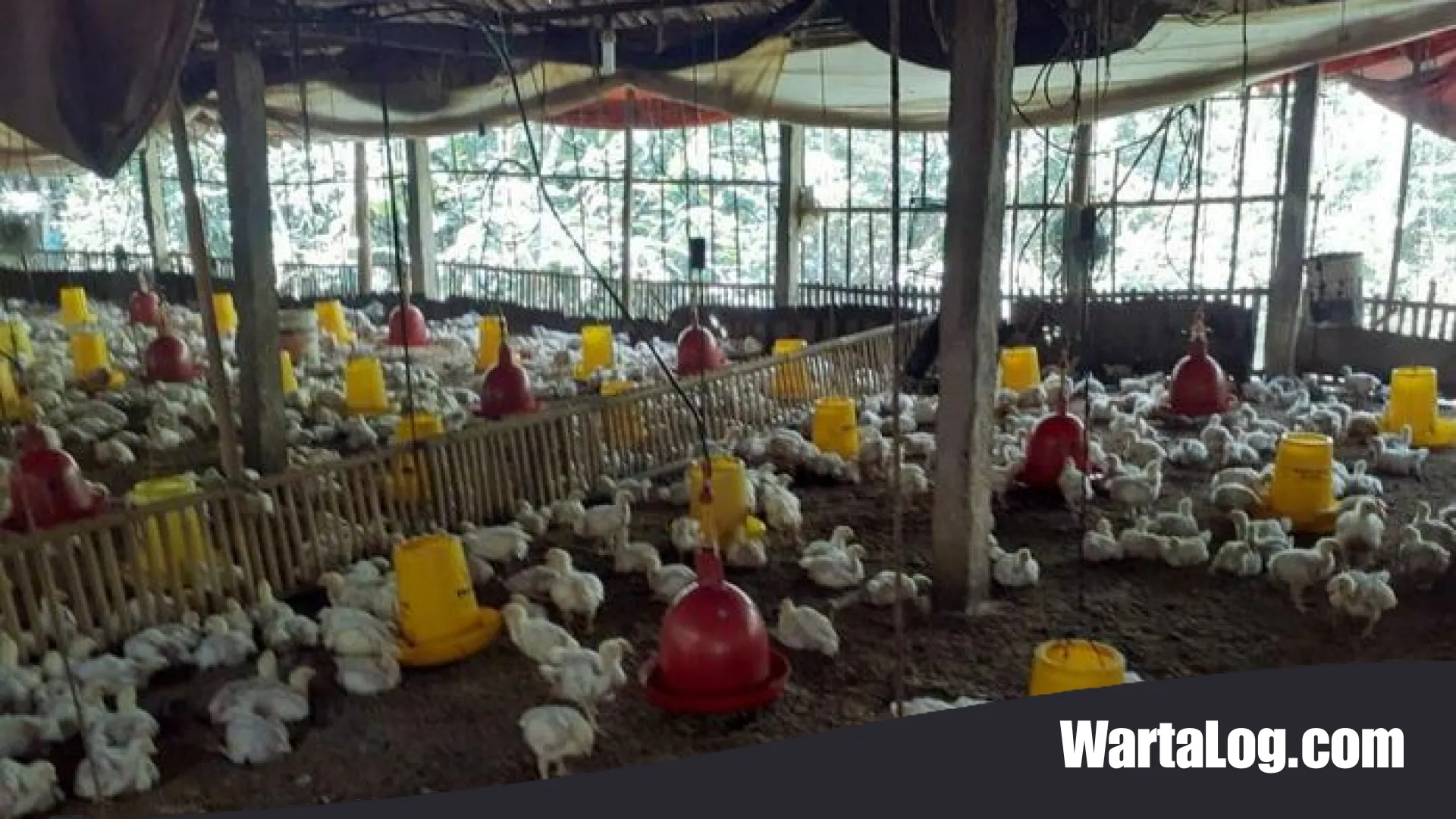 Nestapa Peternak Mandiri: Harga Ayam Anjlok ke Titik Terendah, Kementan Siapkan Langkah Darurat