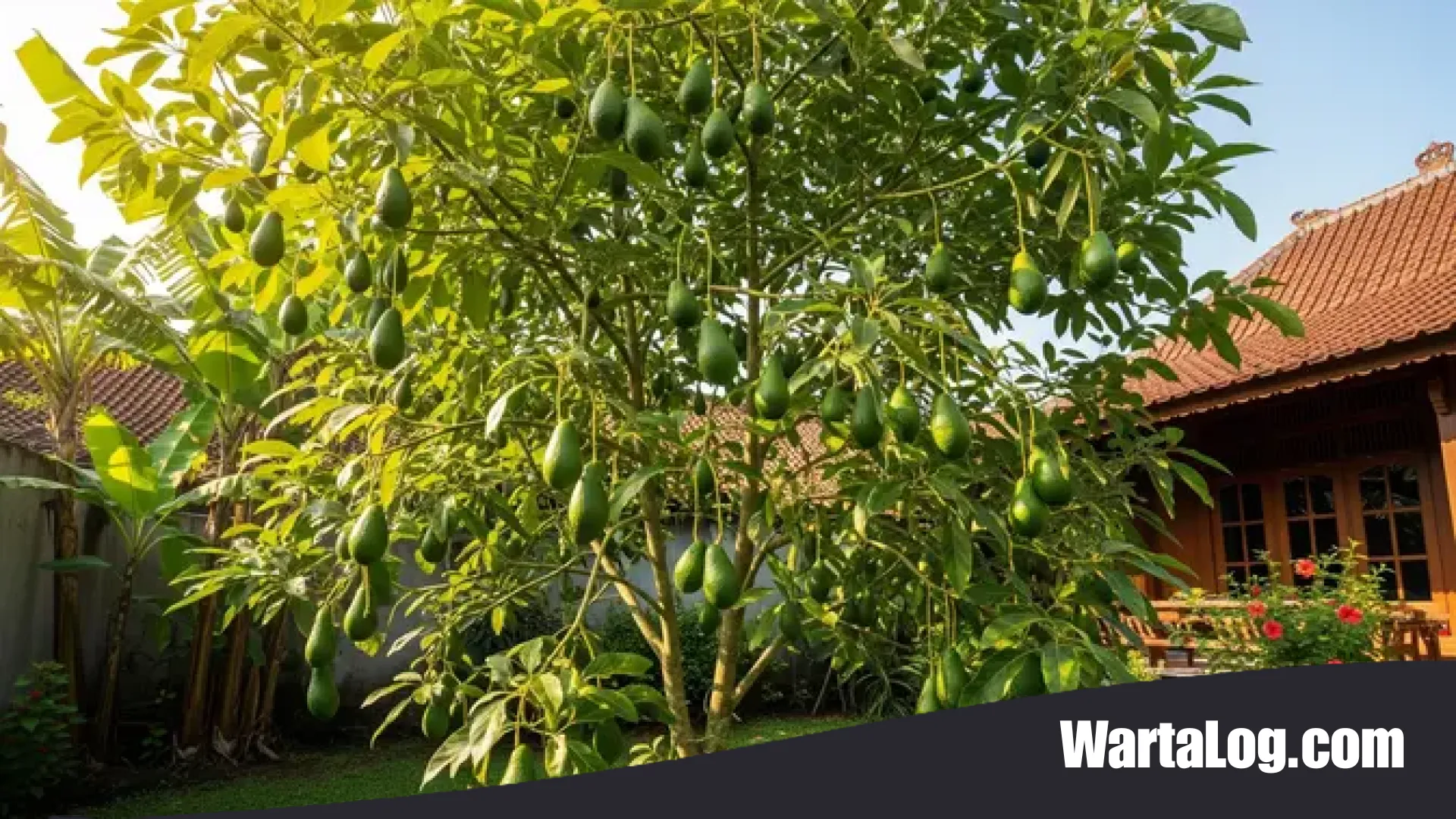 Strategi Kebun Pintar: 7 Pohon Buah Tangguh yang Anti Lalat Buah untuk Hasil Panen Maksimal