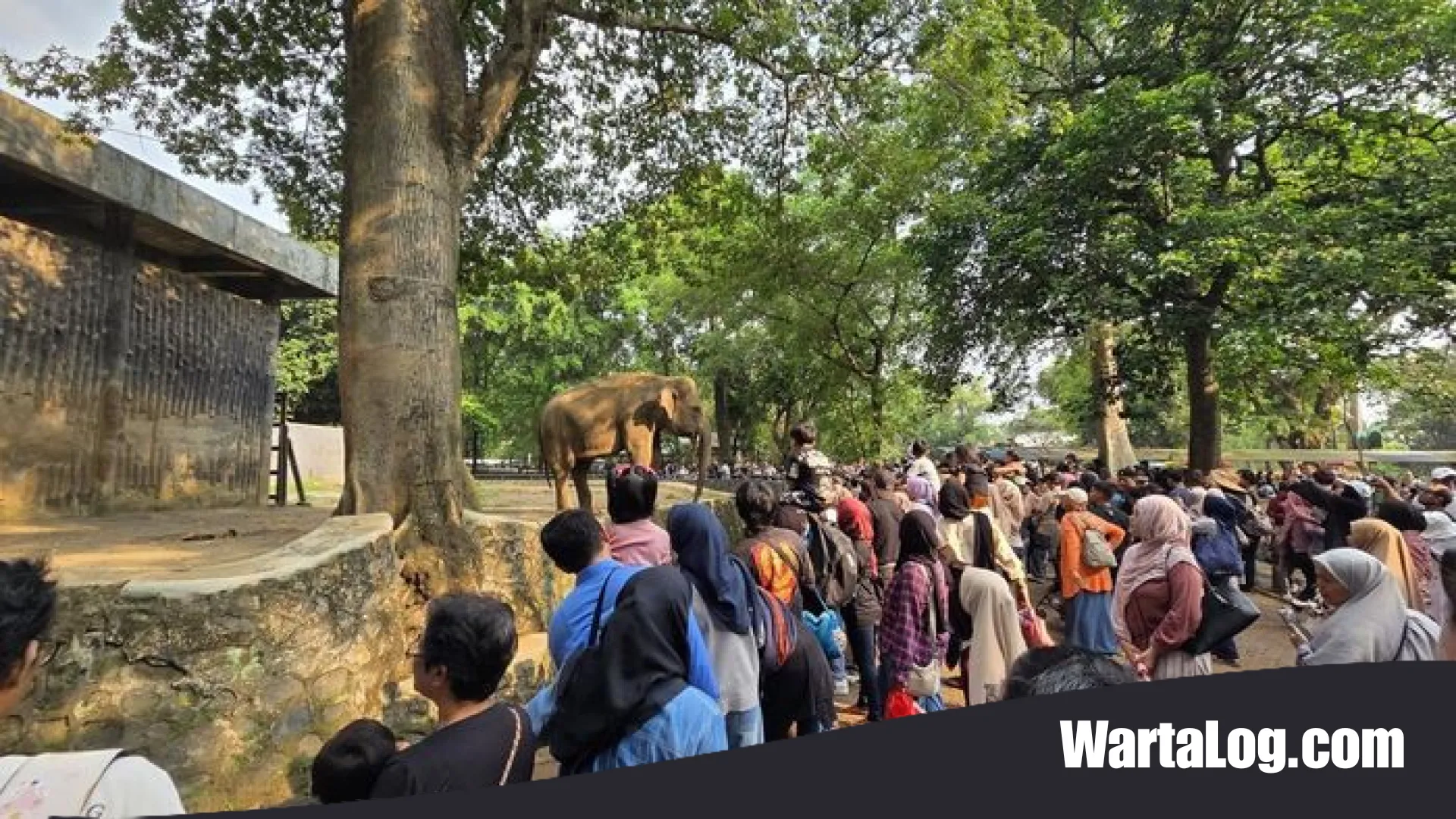 Lonjakan Fenomenal! 135 Ribu Orang Padati Ragunan Saat HUT DKI Jakarta, Rekor Tertinggi Sepanjang Tahun