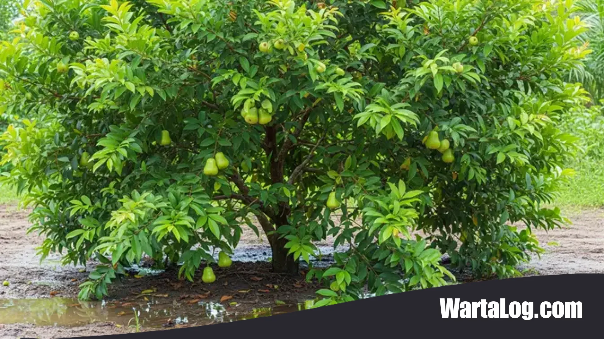 Strategi Berkebun di Lahan Basah: 6 Jenis Pohon Buah yang Tangguh Menghadapi Genangan Air dan Banjir