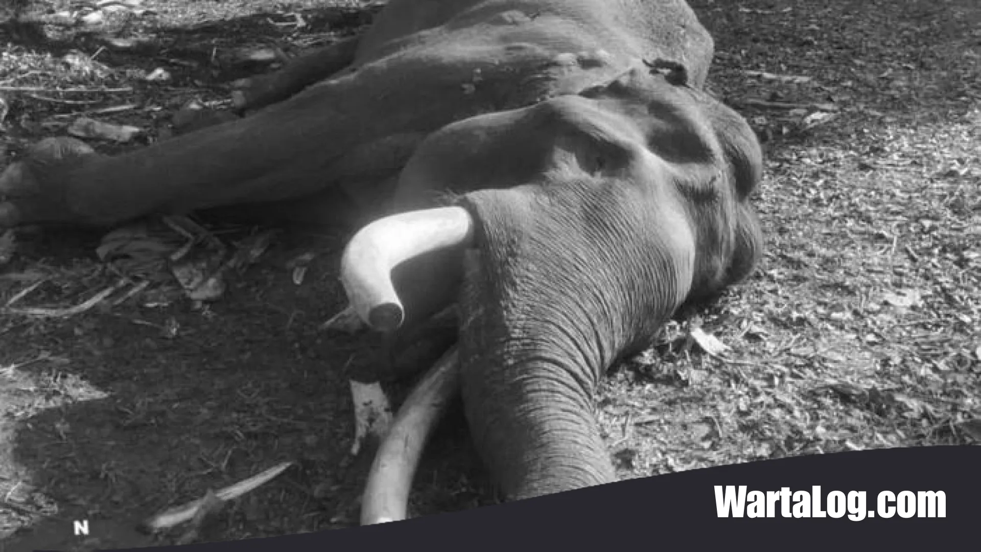 Duka Mendalam Rimba Riau: Selamat Jalan ‘Kapten Indro’, Gajah Legendaris Penjaga Tesso Nilo