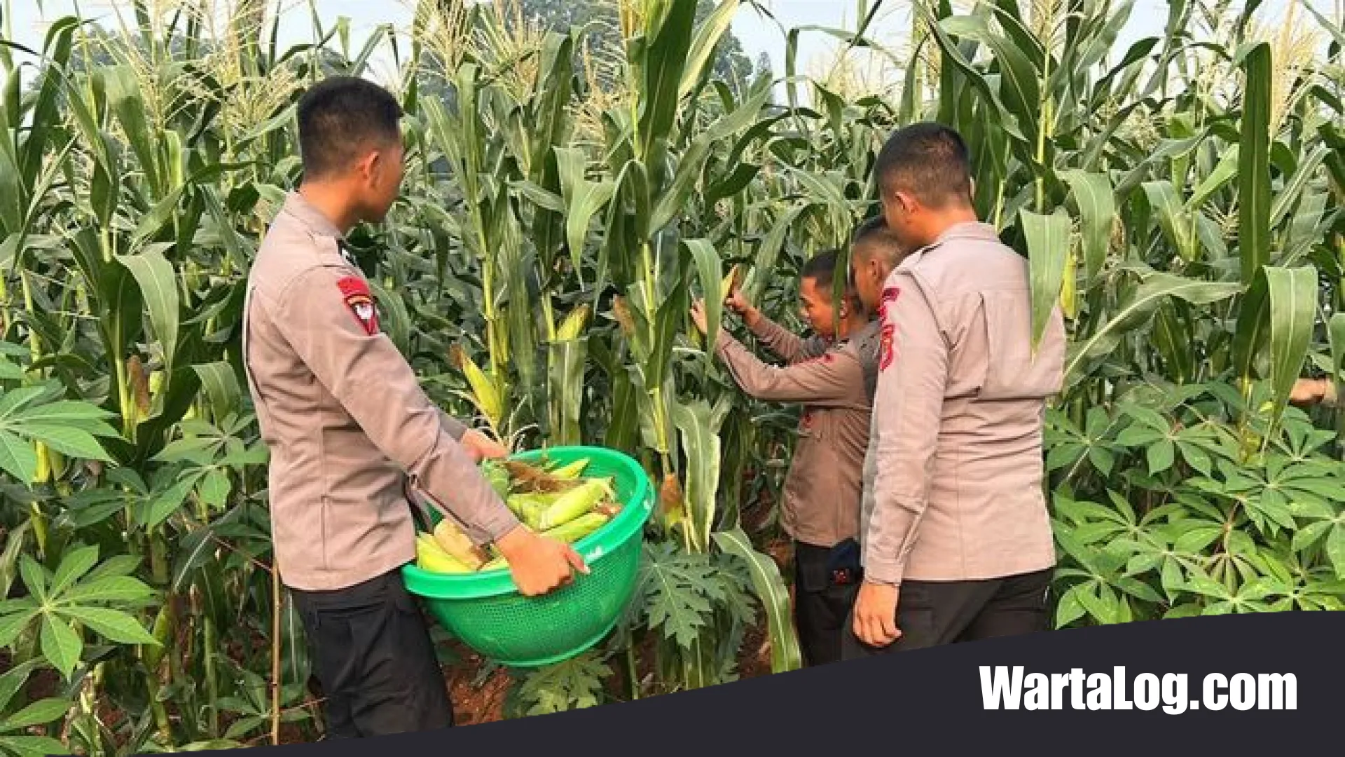 Brimob Polda Metro Jaya Sukses Panen Jagung: Wujud Nyata Dukung Ketahanan Pangan Nasional