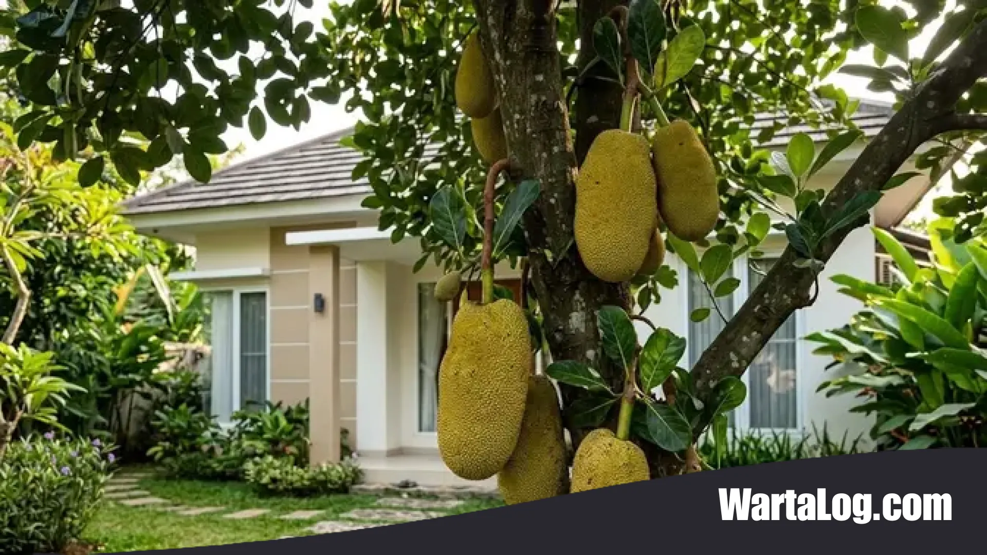 Menolak Punah: 12 Harta Karun Buah Lokal Nusantara yang Kini Mulai Langka Padahal Mudah Ditanam