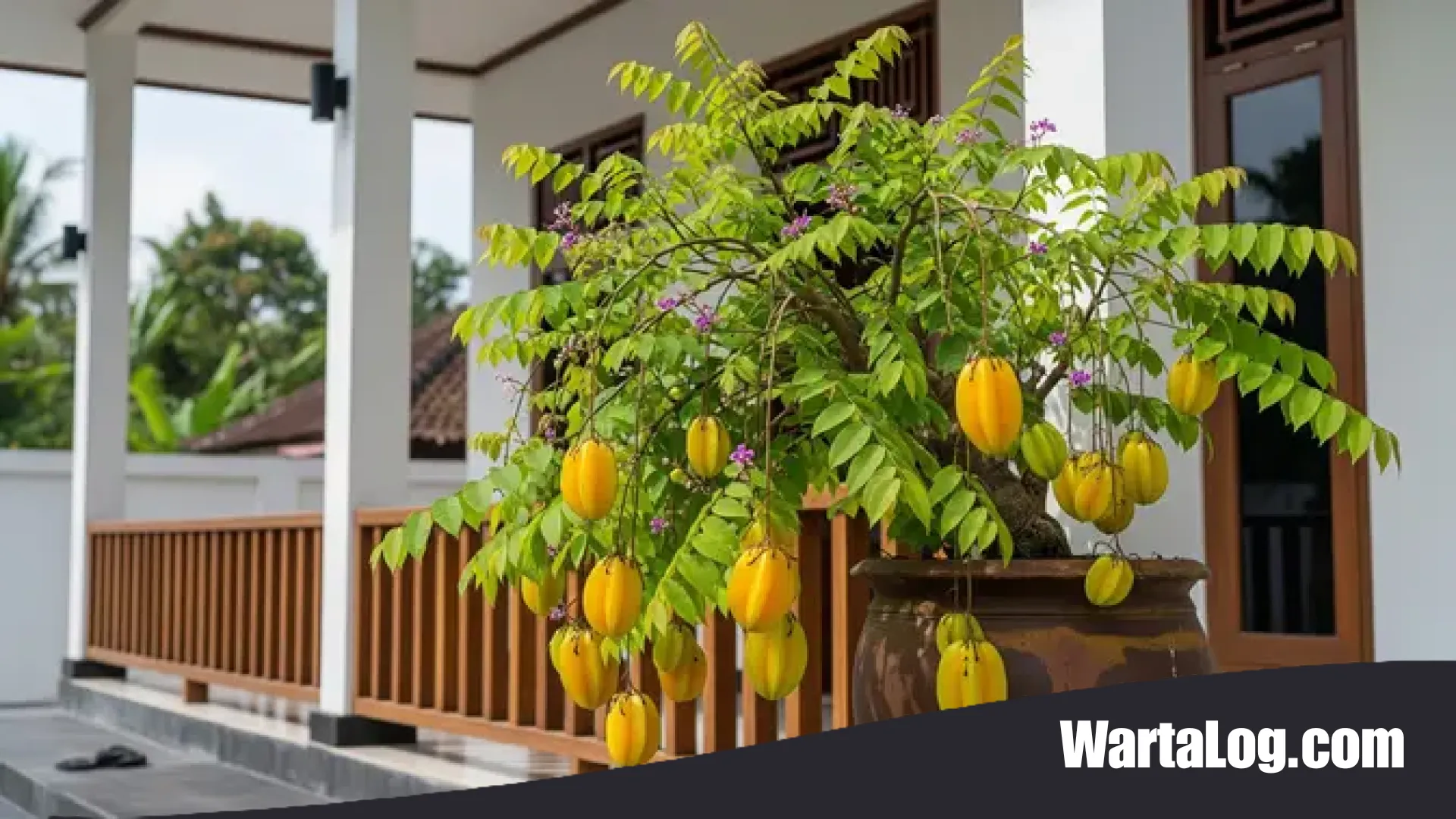 Solusi Lahan Sempit: 16 Jenis Pohon Buah Pendek yang Tetap Berbuah Lebat untuk Pekarangan Anda