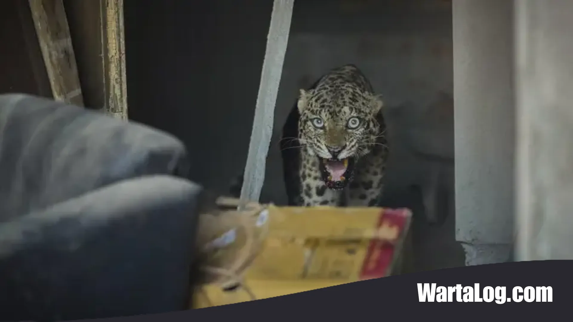 Hoaks Video Macan Terkam Warga di Gunung Papandayan: Ini Fakta Sebenarnya dari Polres Garut