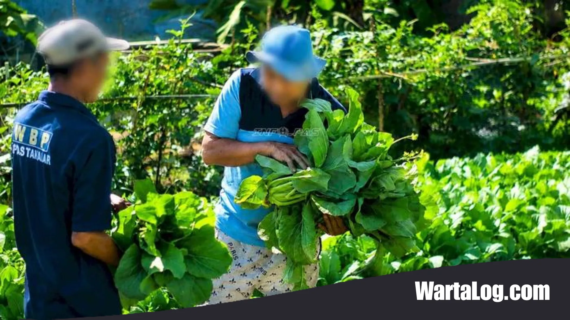 Menabur Harap di Balik Jeruji: Kisah Sukses Panen Sayur Warga Binaan Lapas Takalar Menuju Kemandirian Pangan