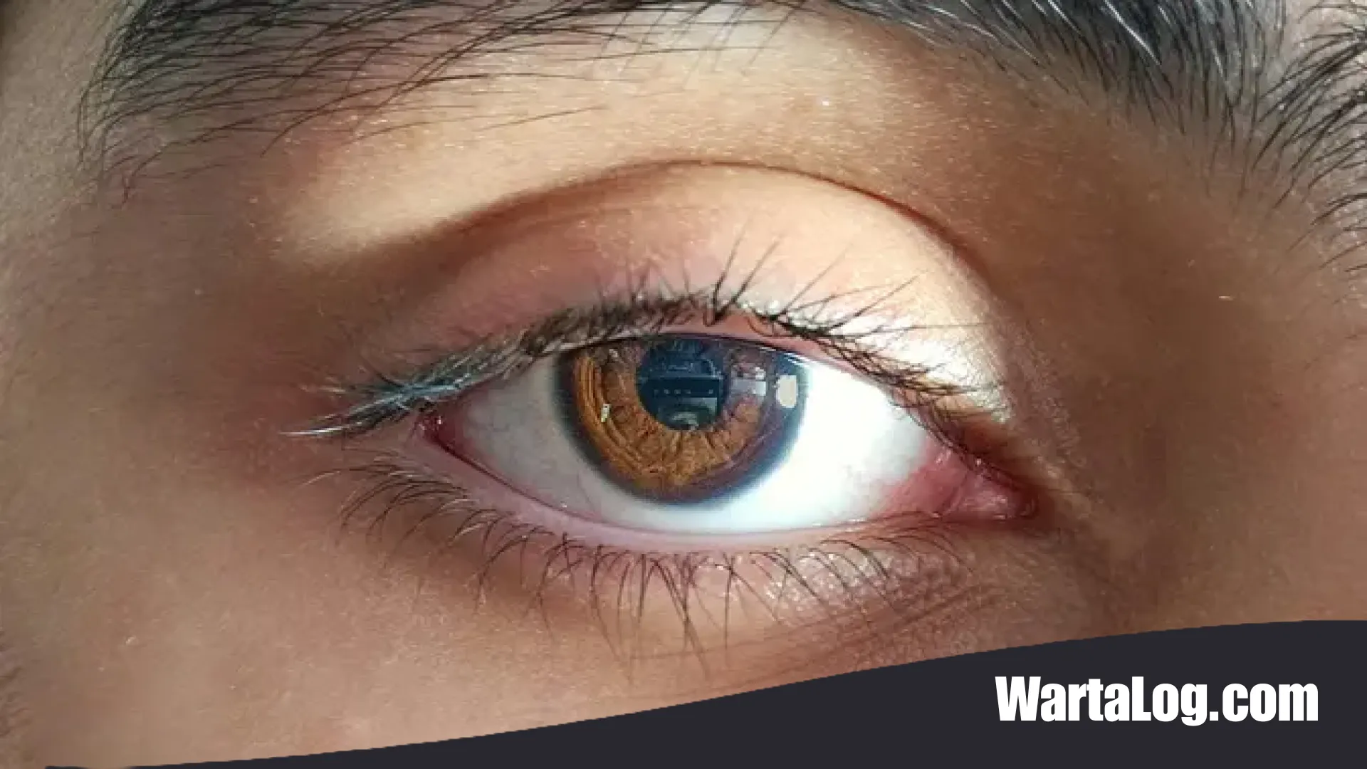 Menembus Batas Kematian: Teknologi Terbaru yang Mampu Menghidupkan Kembali Retina untuk Transplantasi Mata Seluruhnya