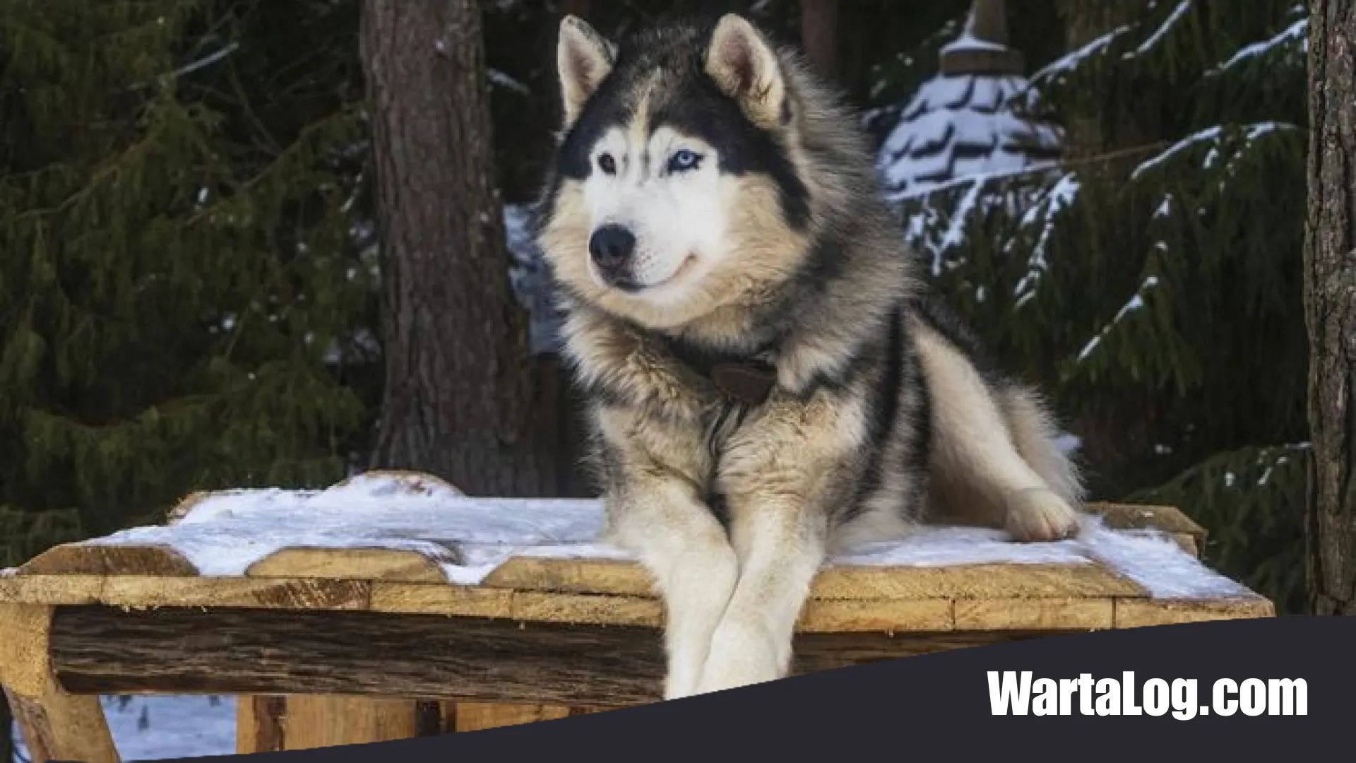 Tragedi Berdarah di Babelan: Menguak Kasus Pembacokan Anjing Husky dan Pengejaran Pelaku oleh Tim K9 Polda Metro Jaya