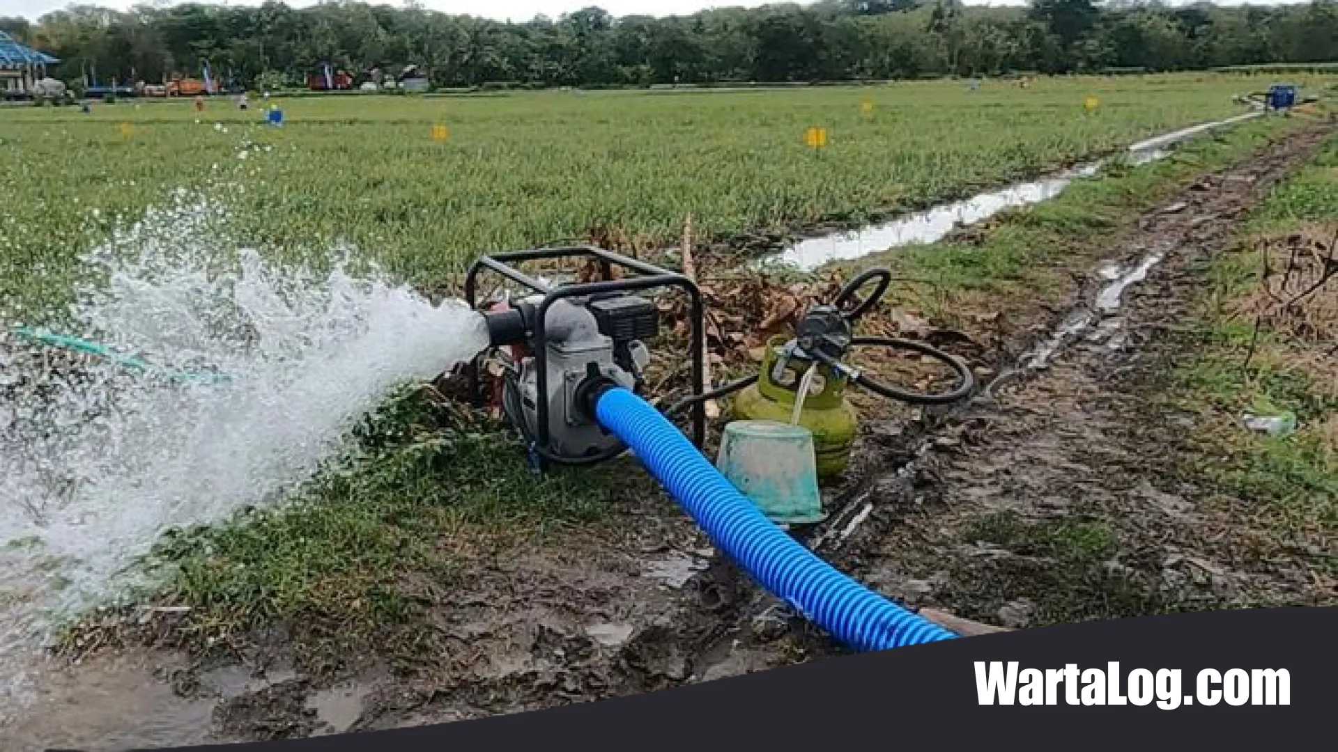 Strategi Jitu Kementan Hadapi Kemarau: Kerahkan 56.000 Pompa Air demi Amankan Stok Pangan Nasional