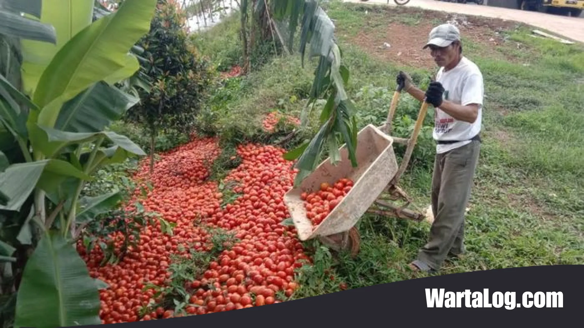 Harga Tomat Terjun Bebas, WartaLog Mengupas Strategi ‘Aksi Bela Beli’ Demi Selamatkan Nasib Petani