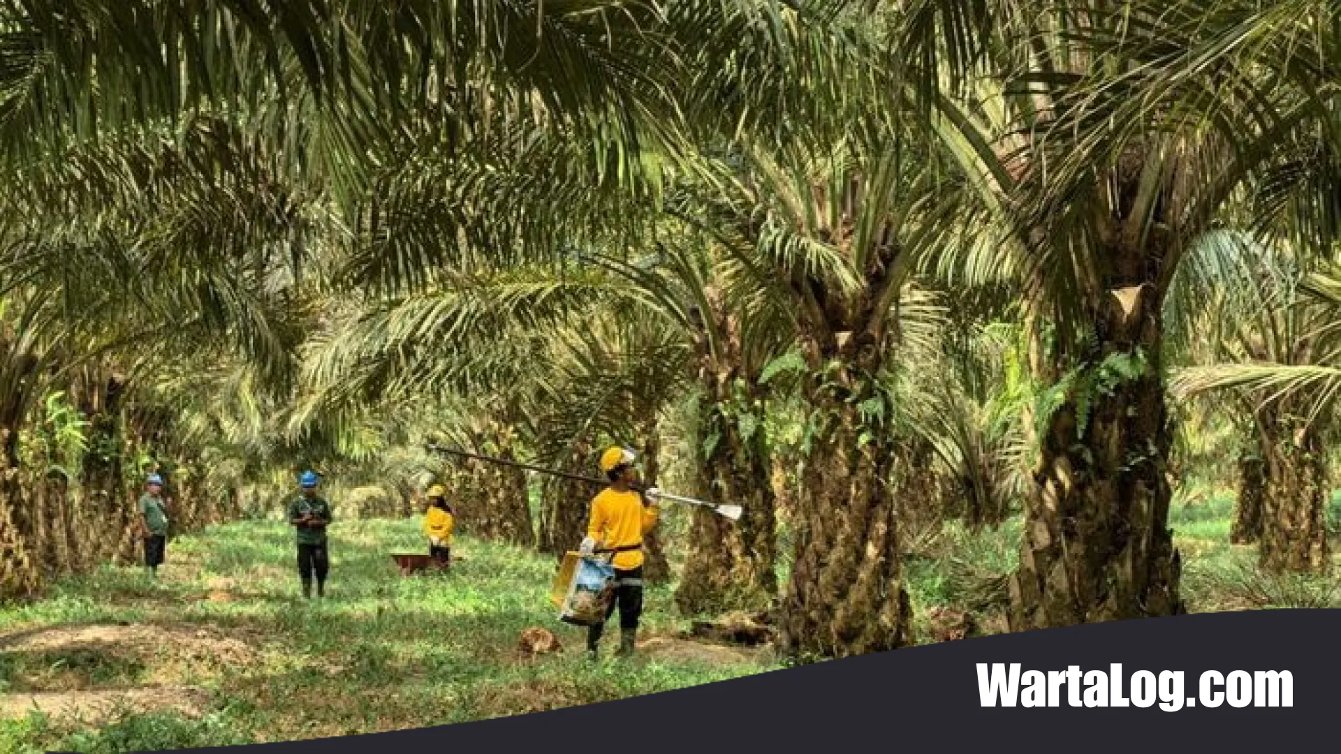 Transformasi Hijau di Pangkalan Bun: Meniti Jalan Tengah Keberlanjutan Industri Sawit Nasional