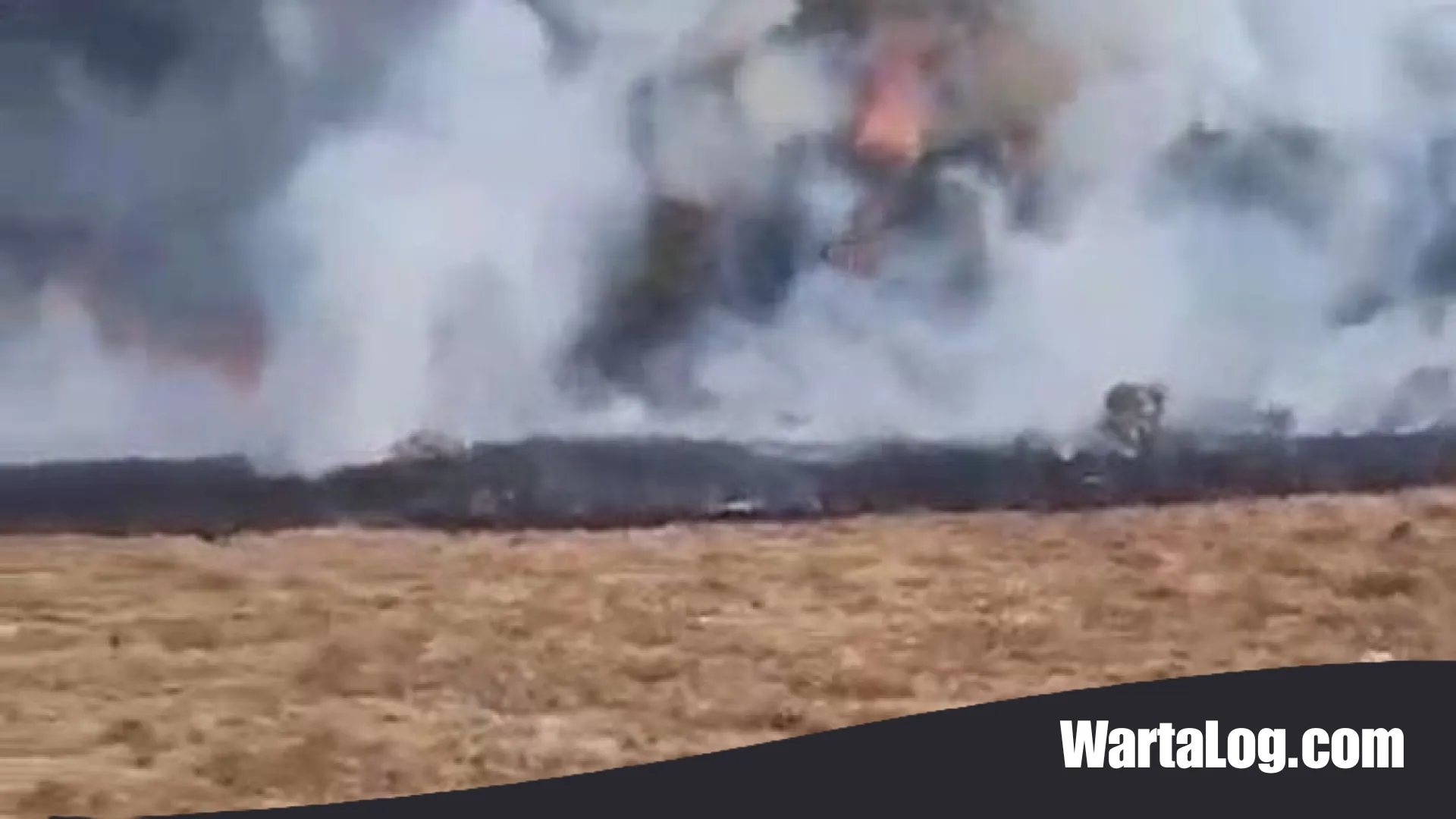 Ancaman Si Jago Merah di Jantung Suryakencana: Satu Hektar Lahan Terbakar, Ladang Edelweiss Gunung Gede Nyaris Lenyap