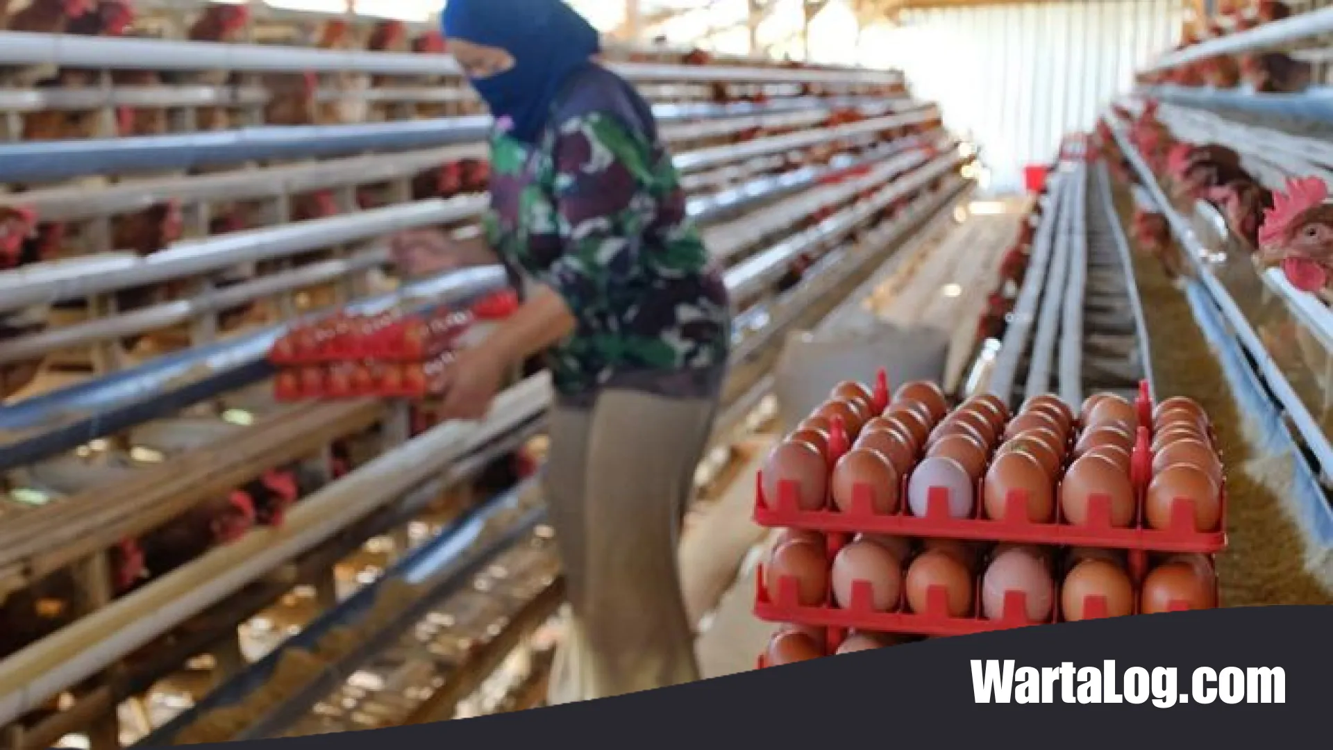 Langkah Strategis Mentan Amran Sulaiman: Pastikan Harga Pakan Stabil dan Dorong Dapur Makan Bergizi Gratis Serap Telur Peternak Rakyat