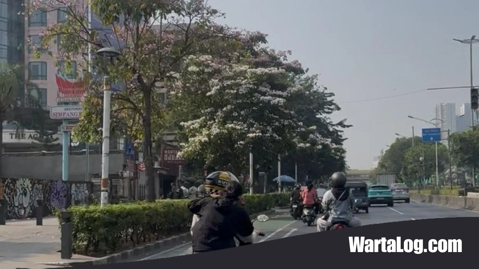 Pesona Tabebuya di Jakarta Pusat: Ketika Jalanan Salemba Mendadak Mirip Negeri Sakura