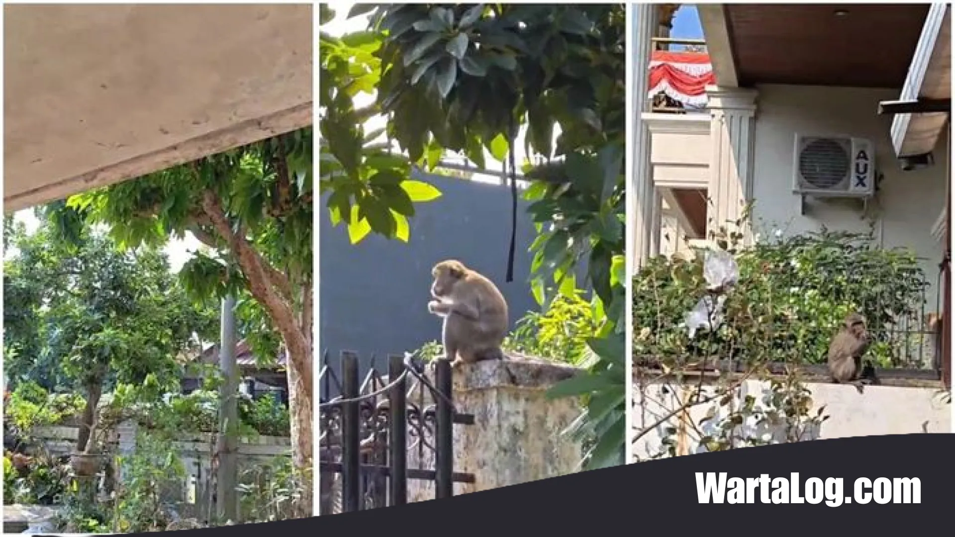 Invasi Primata di Jantung Kota: Kisah Warga Pahoman Menghadapi Kawanan Monyet Ekor Panjang