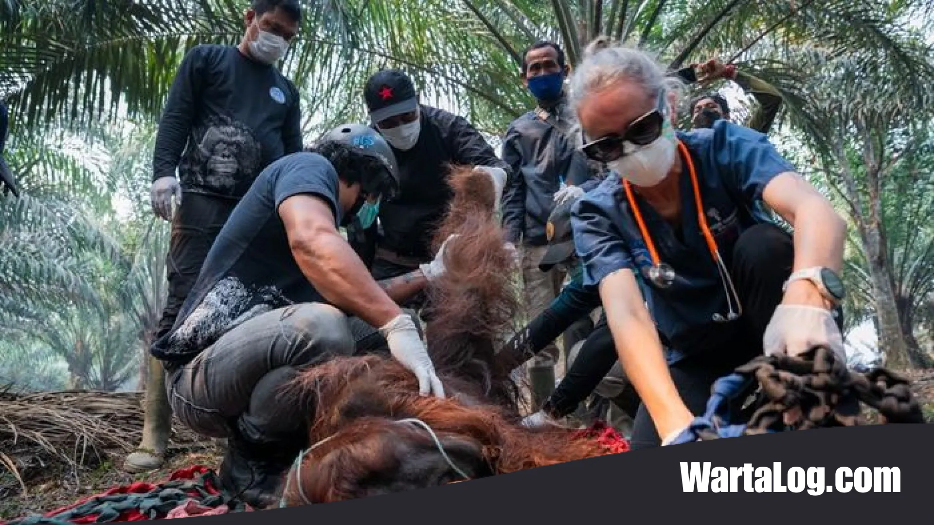 Tragedi di Balik Kabut Asap: Kisah Sampurna, Orang Utan yang Terkapar Tak Berdaya di Ketapang