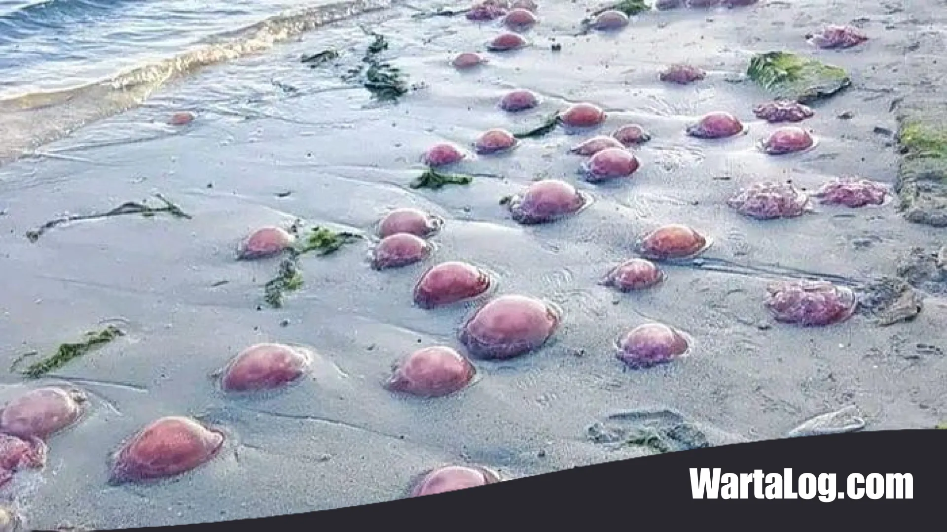 Misteri Laut Buton Tengah: Lautan ‘Mekarsari’ Ubur-ubur Merah Muda dan Penjelasan Ilmiah BMKG