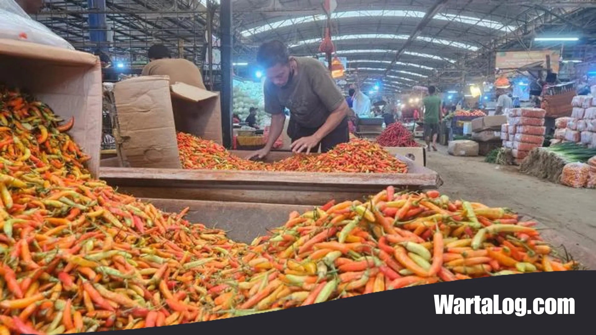 Harga Cabai Rawit Tembus Rp 90 Ribu per Kilogram: Mengintip Strategi Pemerintah Menjinakkan ‘Si Merah’ yang Kian Pedas