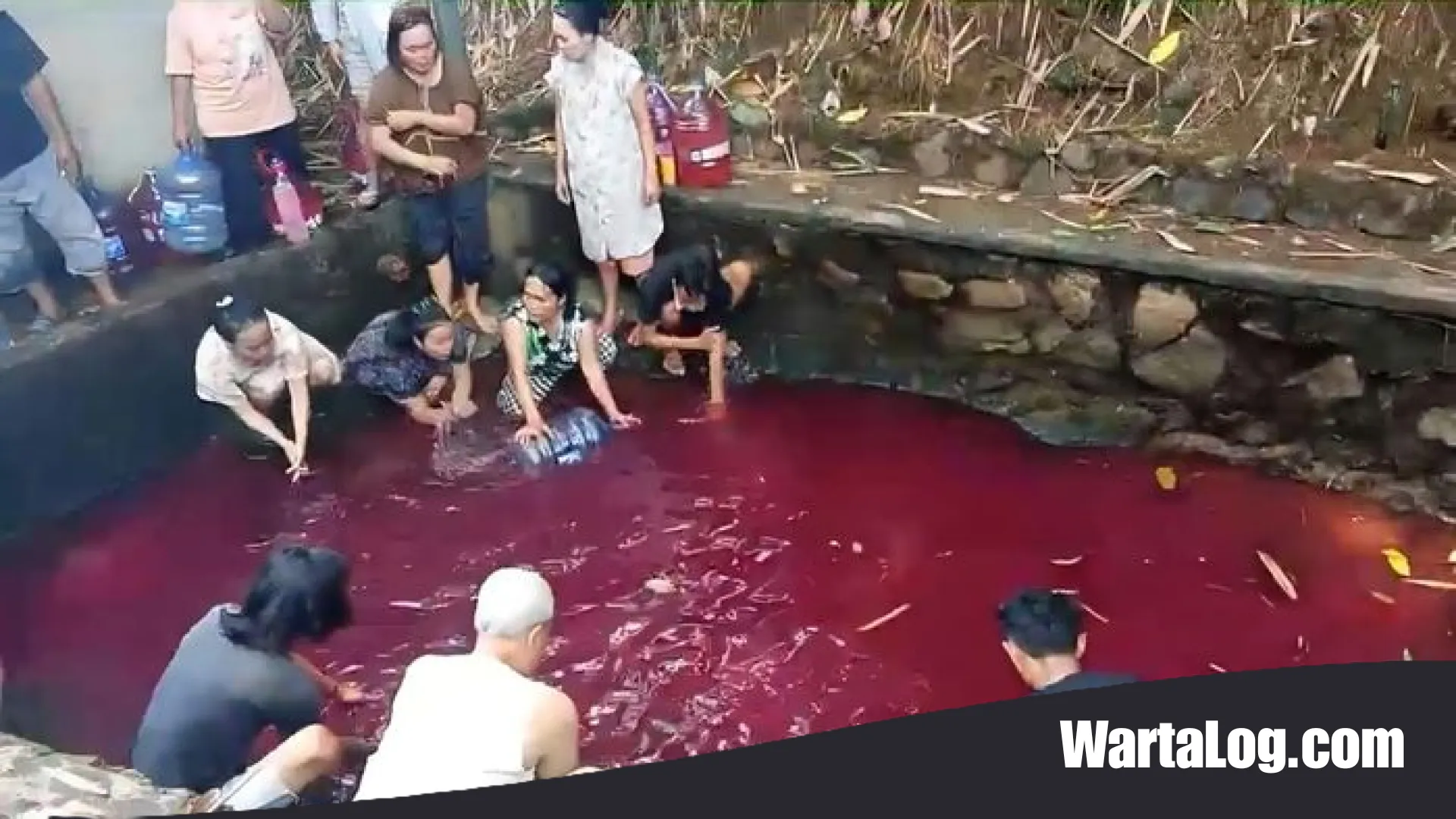 Misteri Air Kolam Berubah Merah di Gunung Sindur: Fenomena Alam atau Pencemaran?