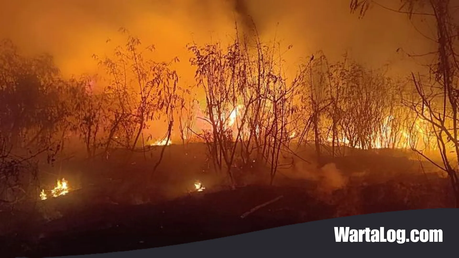Kobaran Api Melahap Lahan Ilalang di Kedoya Jakarta Barat, Petugas Berjibaku Padamkan Kebakaran di Tengah Pemukiman