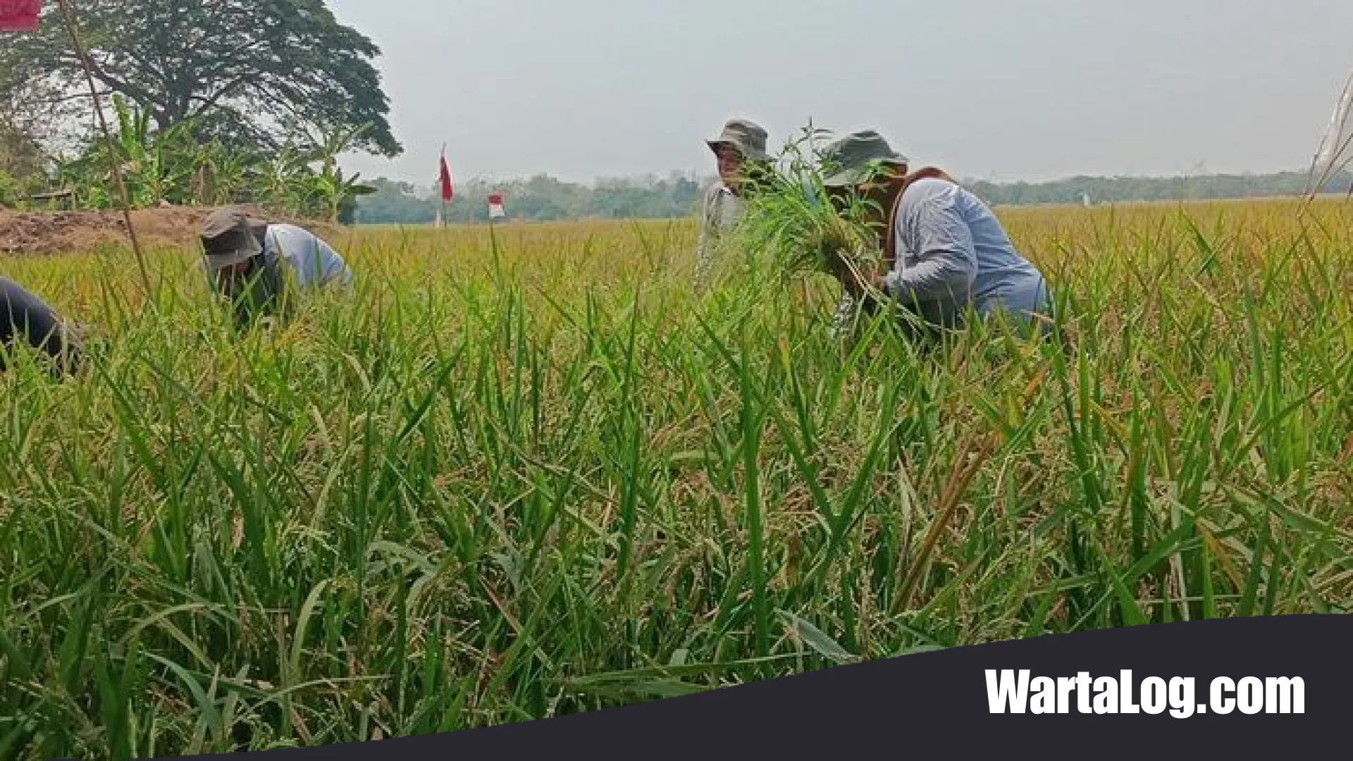 Sinergi Energi dan Pangan: Langkah Nyata Pertamina EP Jatibarang Field Melejitkan Produktivitas Petani Indramayu