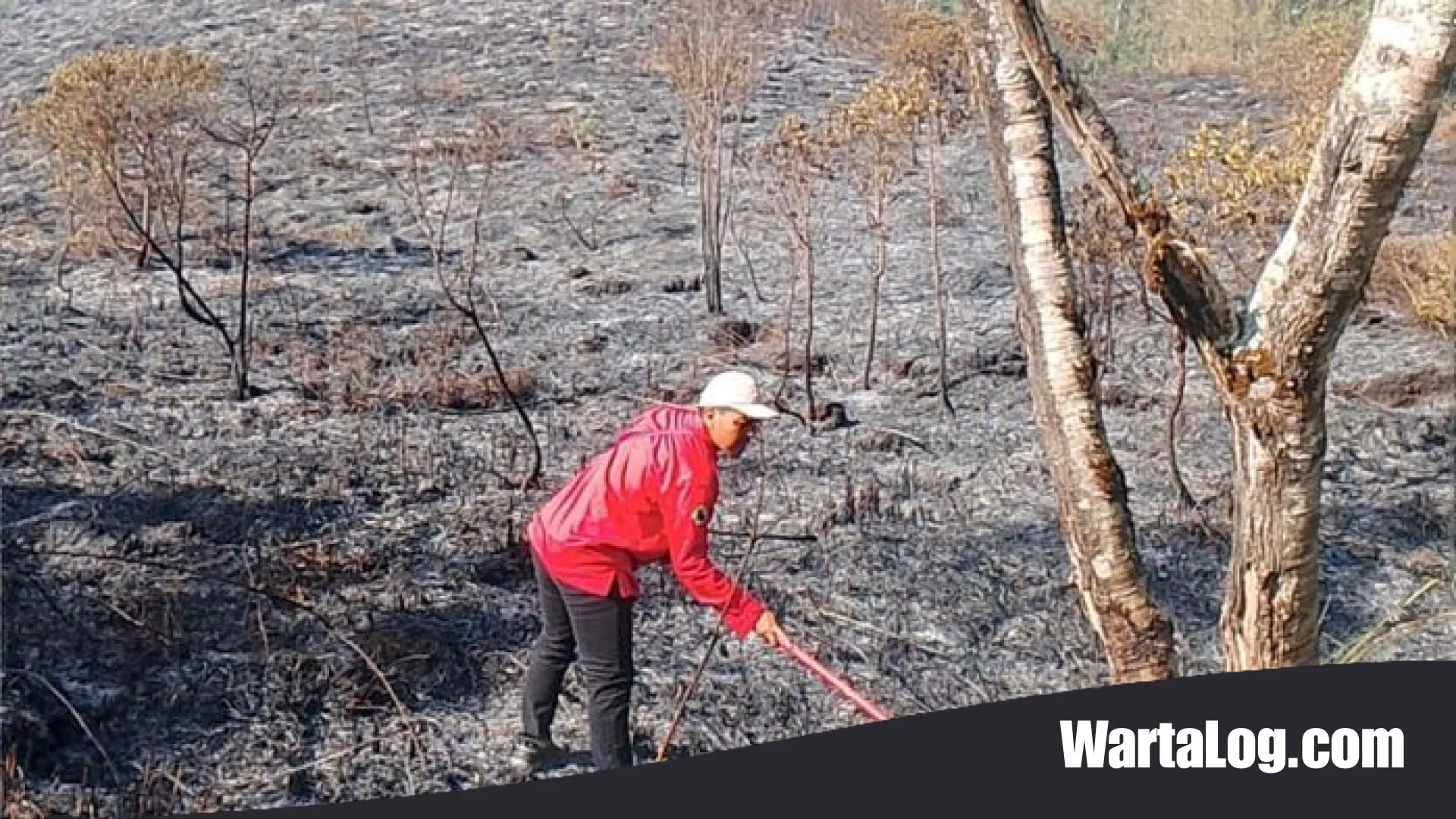 Amuk Api di Atap Lombok: Kebakaran Hutan Rinjani Meluas Hingga 977 Hektare, Medan Terjal Jadi Tantangan Berat