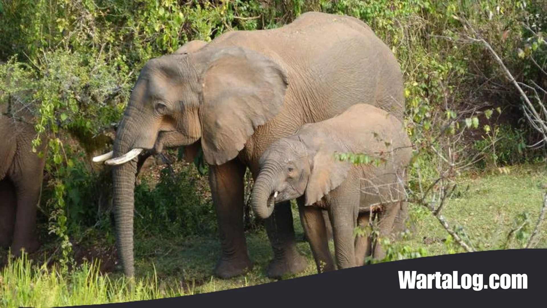 Rahasia Apotek Alam: Bagaimana Gajah Afrika Mengobati Diri Menggunakan Tanaman Hutan