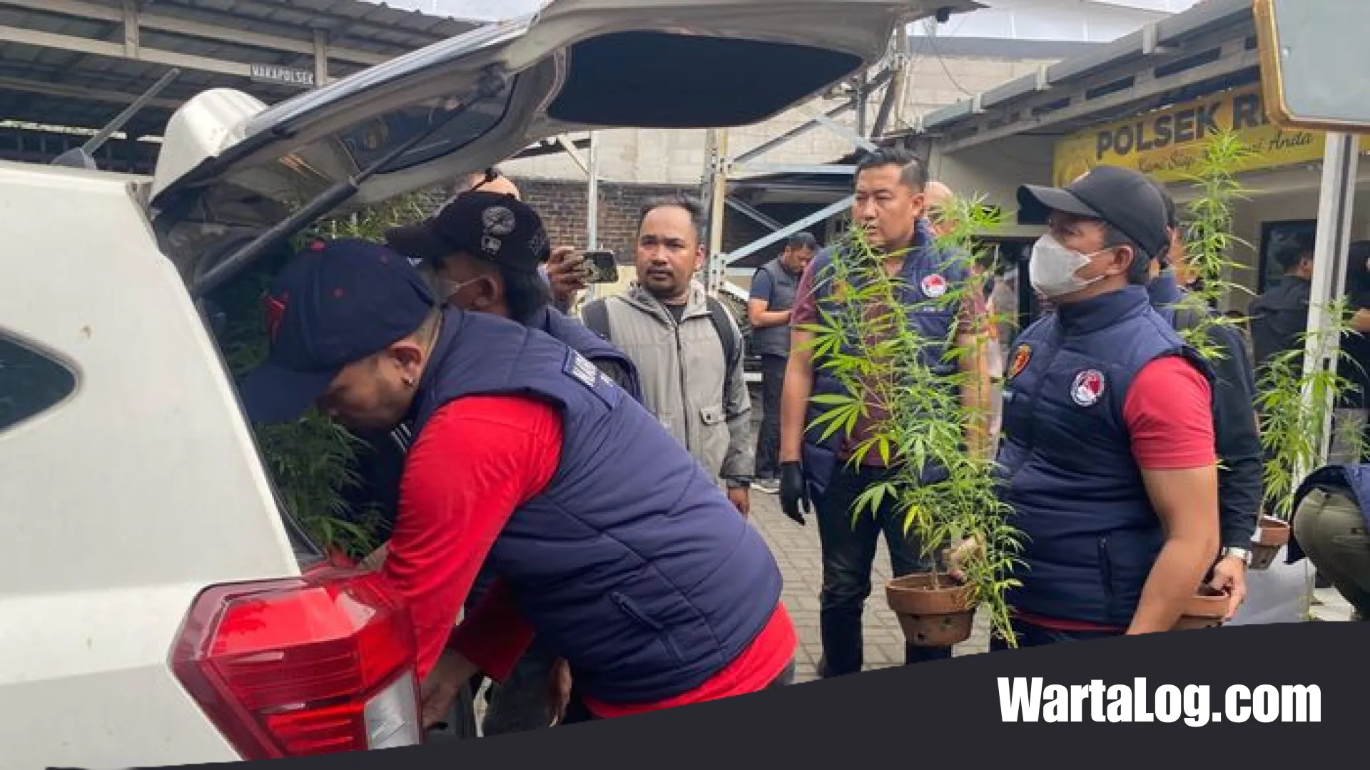 Kebun Ganja Rahasia di Atas Langit Bandung: Jejak Biji California yang Berujung di Jeruji Besi