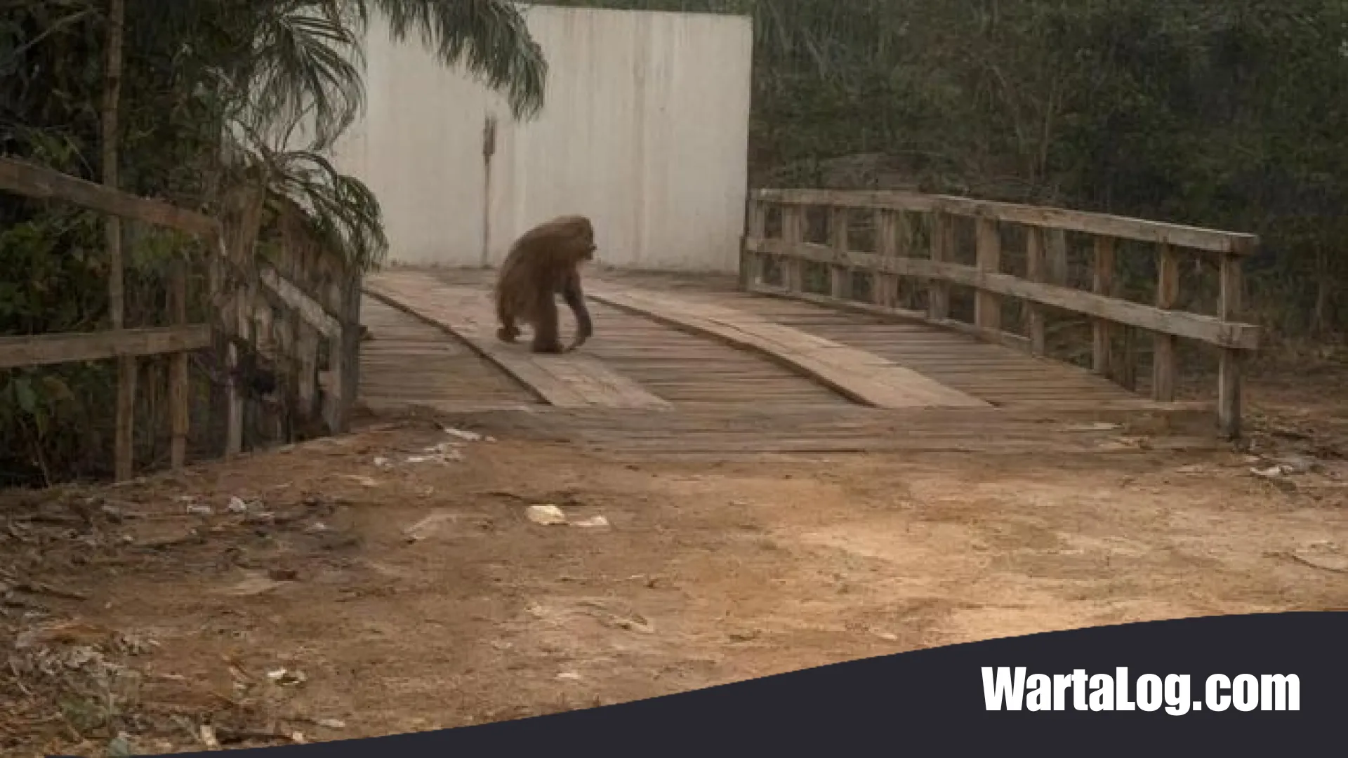 Tragedi Karhutla: Potret Pilu Orang Utan yang Terpaksa Turun ke Jalan Mencari Makan di Kalimantan Tengah