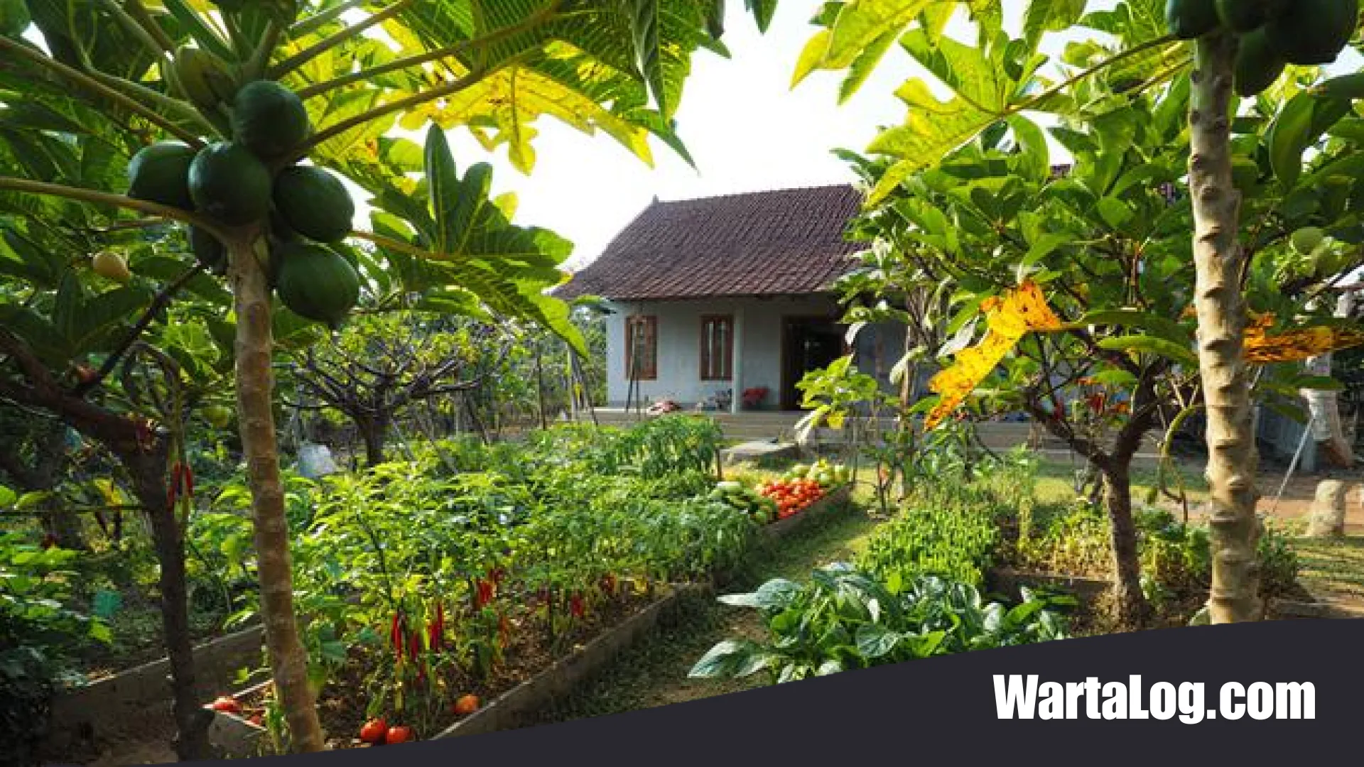 10 Inspirasi Hunian Desa Sejuk dengan Pohon Buah: Estetik, Asri, dan Melimpah Berkah