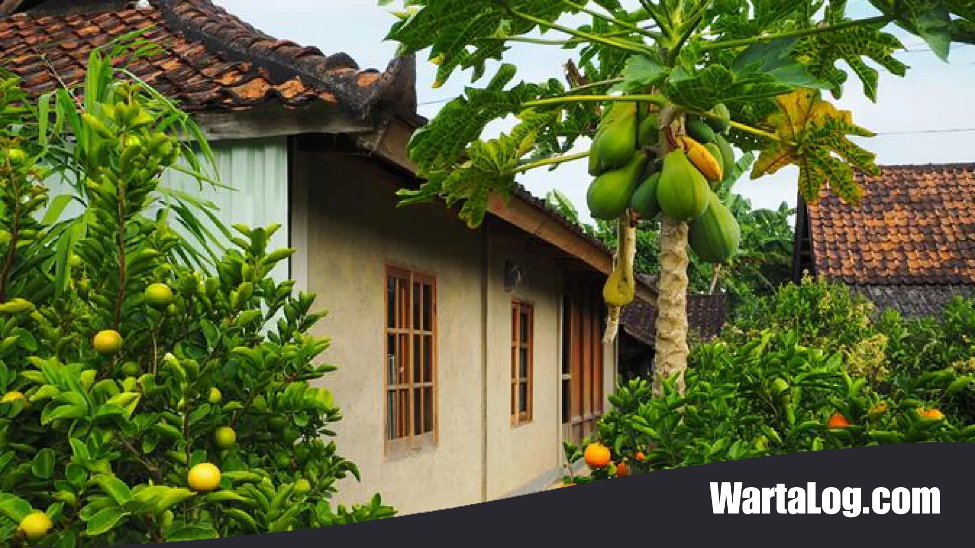 10 Tanaman Buah Mini Paling Produktif untuk Rumah di Gang Sempit, Solusi Hijau di Lahan Terbatas