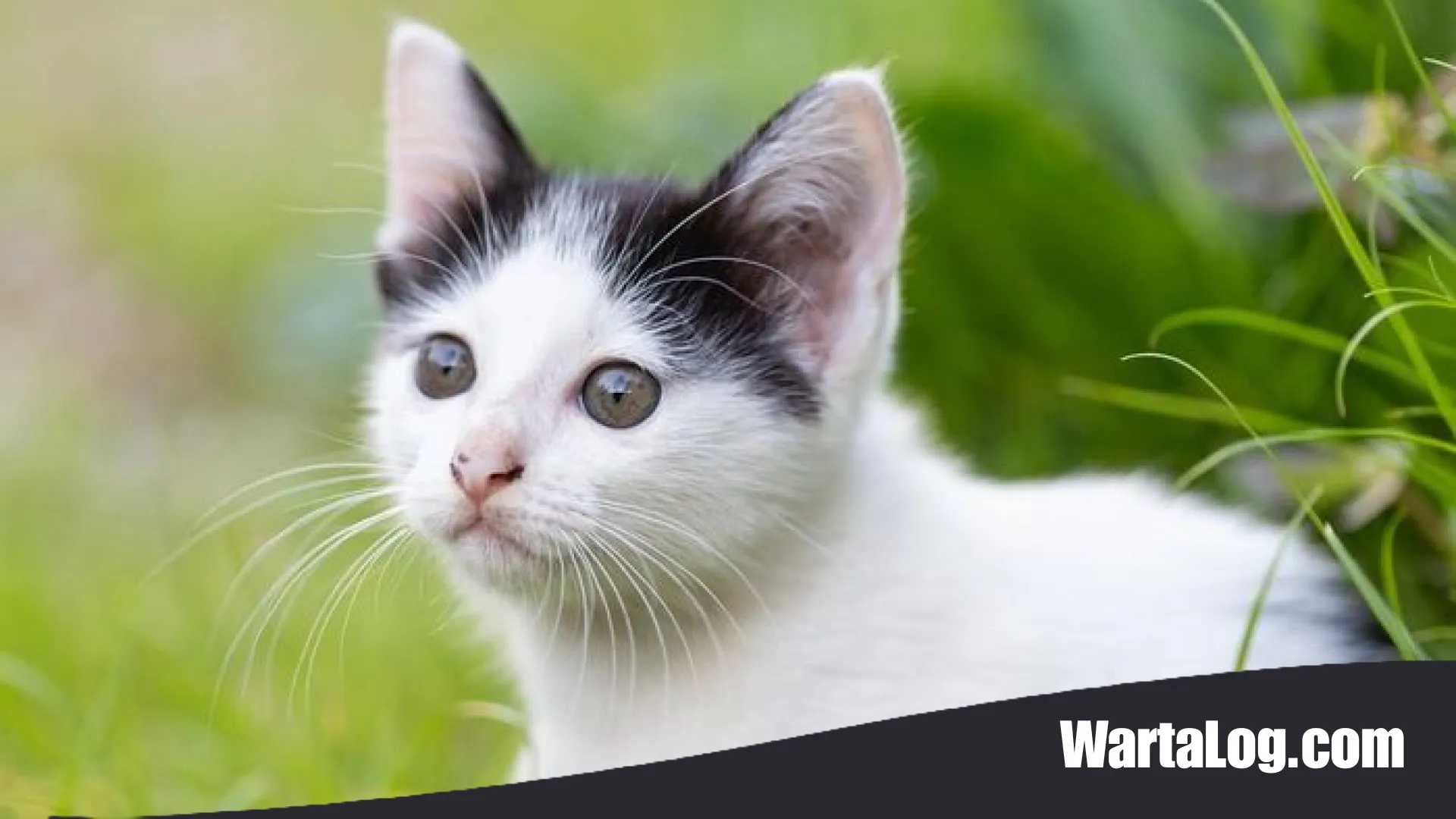 7 Strategi Jitu Mengatasi Kucing yang Suka Buang Kotoran Sembarangan di Sekitar Rumah