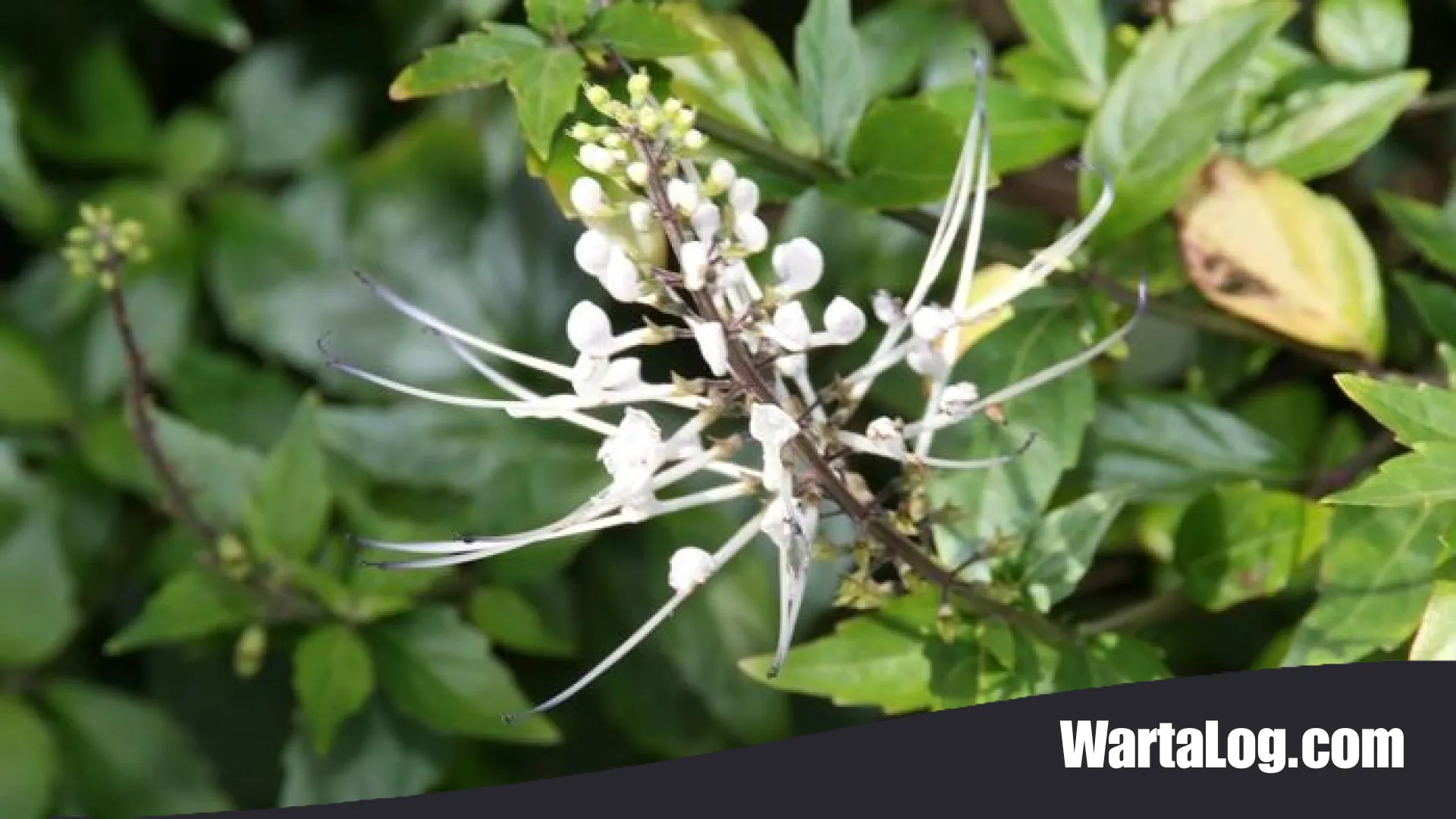 9 Manfaat Daun Kumis Kucing: Ramuan Herbal Ajaib untuk Ginjal dan Kesehatan Tubuh