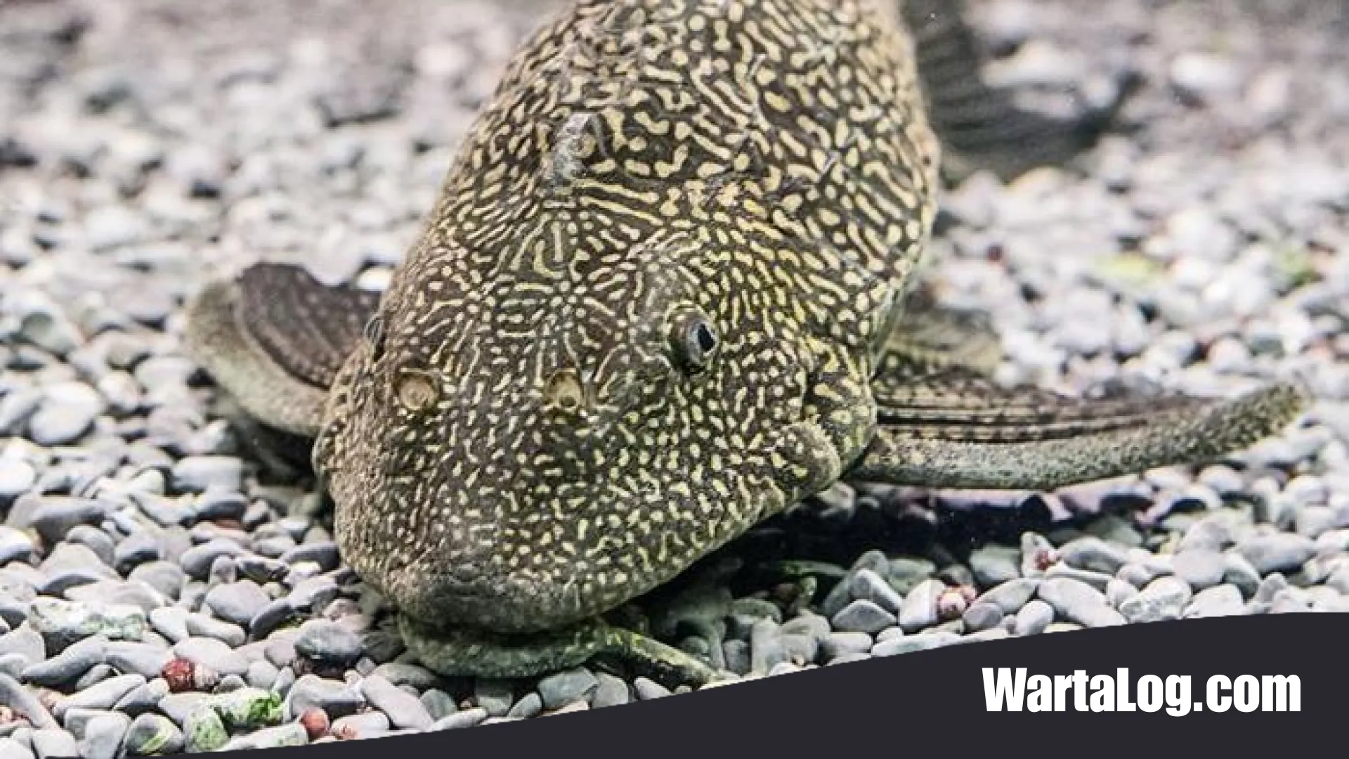 Ancaman Tersembunyi di Balik Sisik Keras: Mengapa Ikan Sapu-sapu Merusak Ekosistem Sungai?