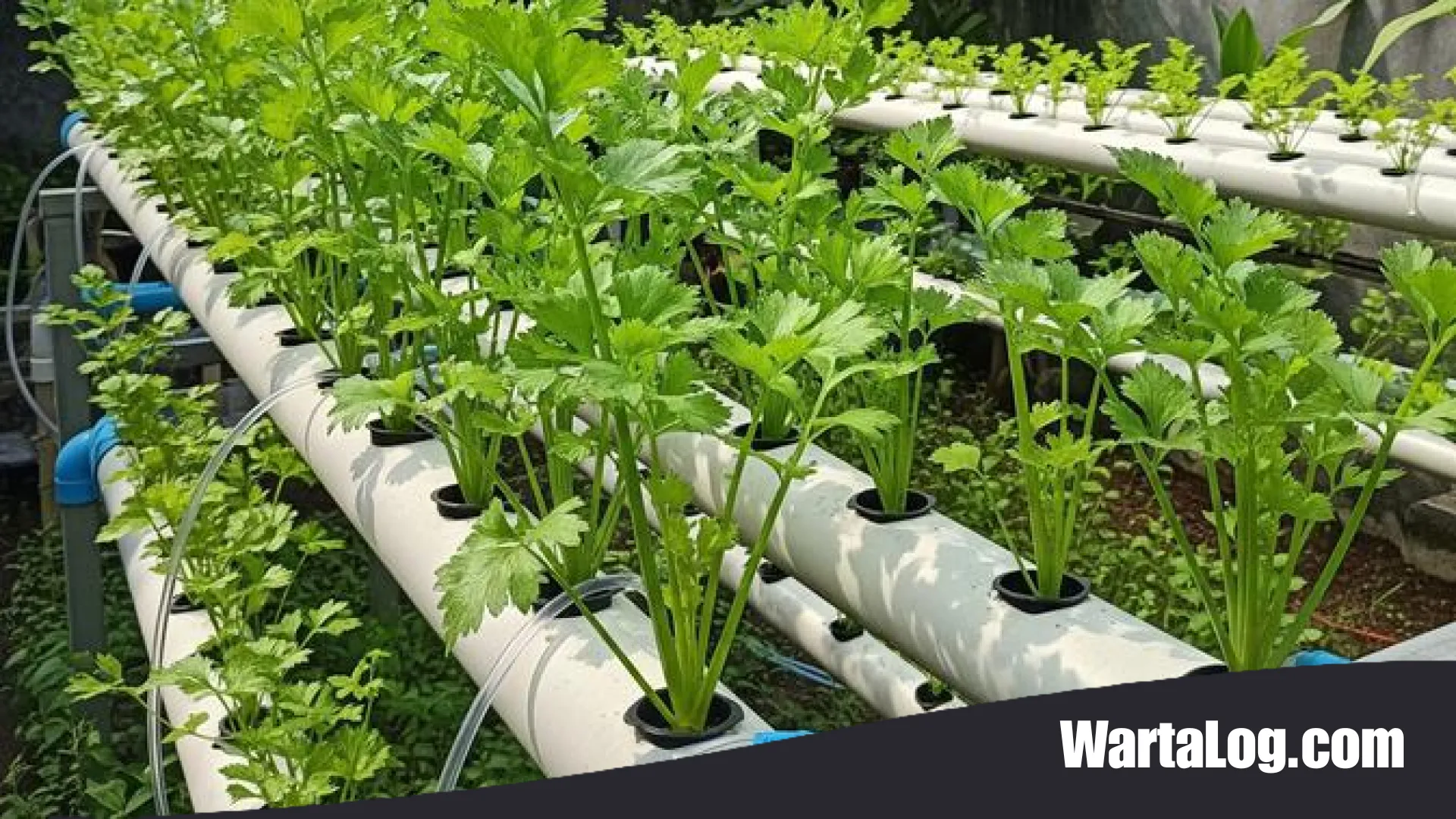 Cara Menanam Seledri Hidroponik di Rumah: Panduan Lengkap untuk Pemula dan Pecinta Urban Farming