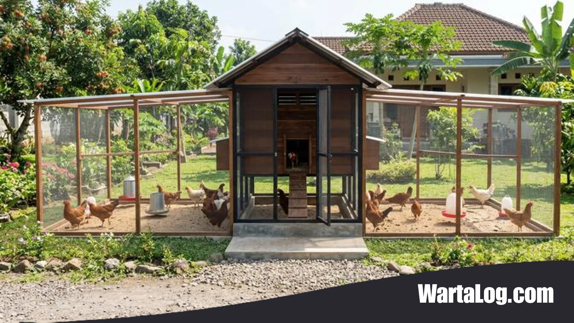 Desain Ventilasi Kandang Ayam Skala Kecil: Solusi Cerdas Atasi Bau dan Pengap bagi Peternak Rumahan