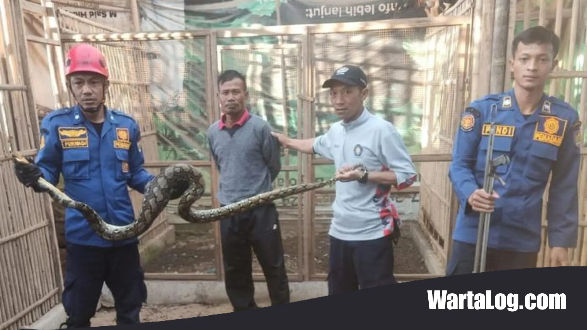 Geger! Piton 2,5 Meter Satroni Kandang Ayam di Boyolali, Dievakuasi Petugas dengan Perut Membuncit