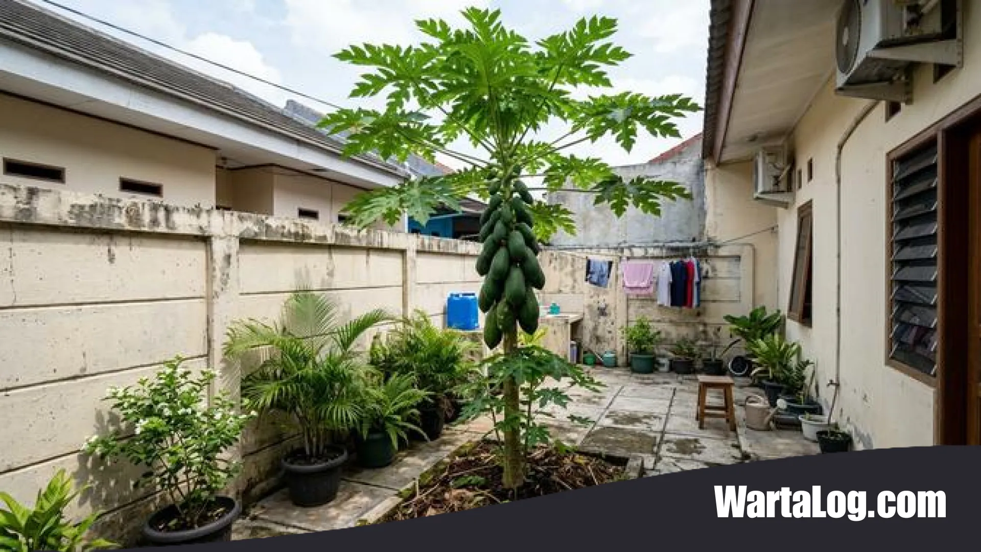 Kebun Produktif di Lahan Sempit: 7 Rekomendasi Tanaman Buah yang Cocok untuk Area 1×1 Meter