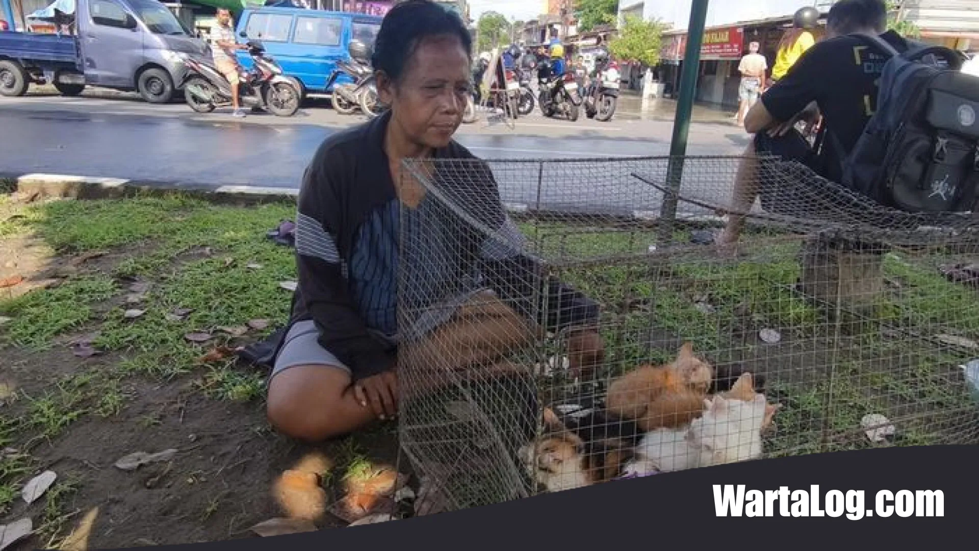 Kesetiaan Tanpa Batas: Kisah Endang Selamatkan 16 Kucing di Tengah Kepungan Banjir Solo Baru
