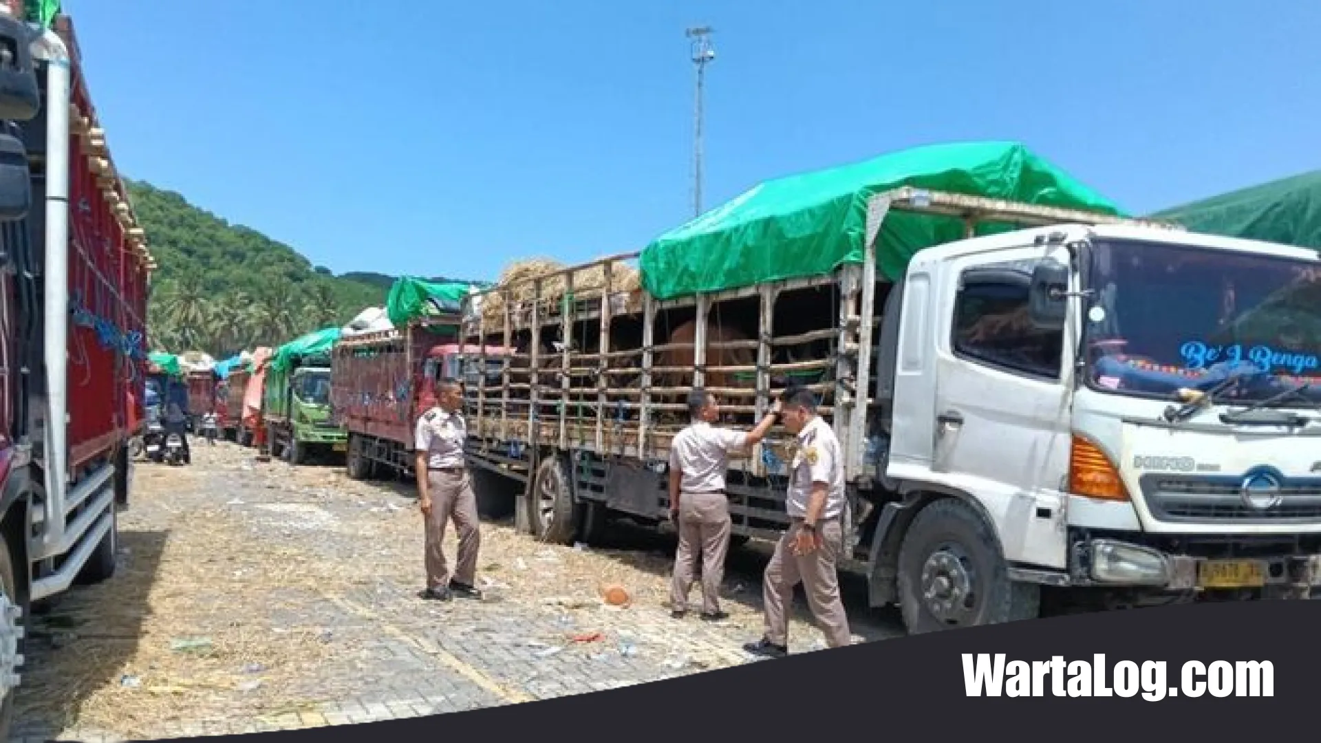 Lonjakan Permintaan Sapi Kurban, NTB Desak Penambahan Armada Kapal ke Kementerian Perhubungan