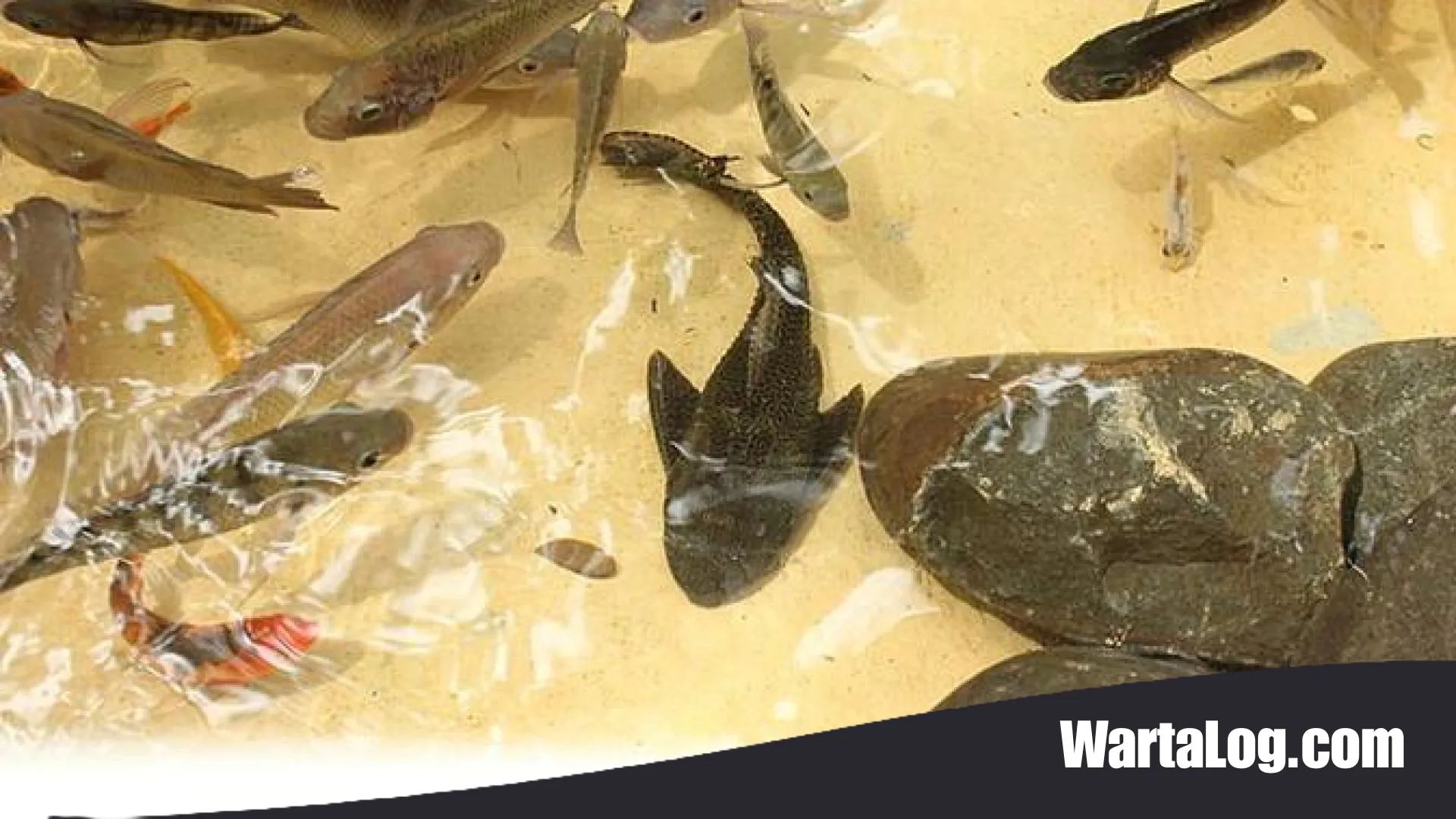 Mengubah Hama Jadi Harta: 11 Peluang Usaha Ikan Sapu-Sapu yang Menjanjikan Cuan Melimpah