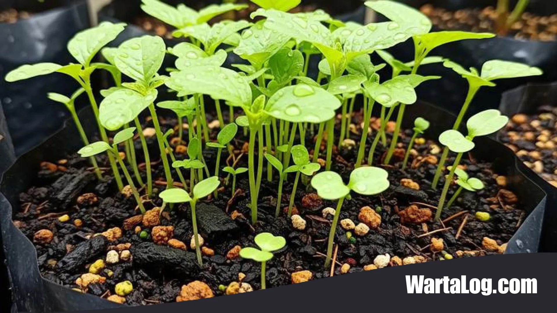 Menyulap Teras Jadi Kebun Mini: 7 Jenis Tanaman yang Cocok di Polybag Ukuran 15x15