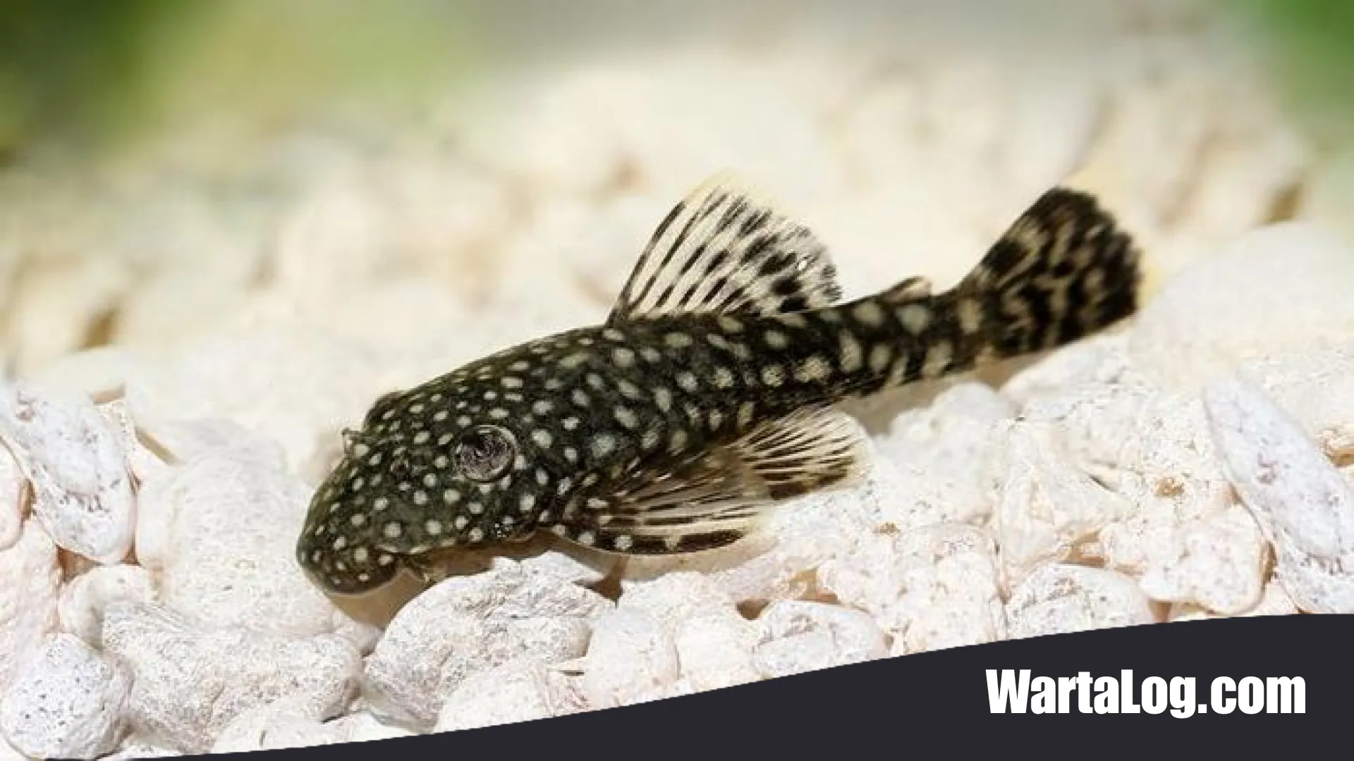 Rahasia di Balik Ikan Sapu-Sapu: Dari Pembersih Akuarium hingga Ancaman Serius bagi Ekosistem Nusantara