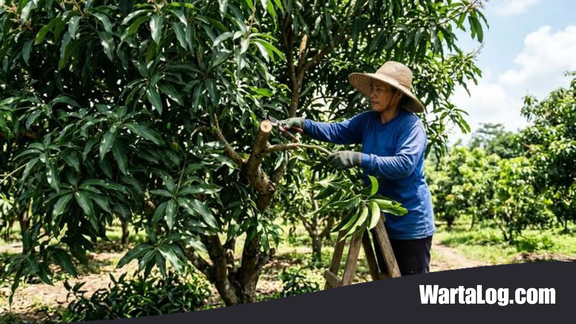 Rahasia Mengatasi Pohon Mangga yang Hanya Rimbun Daun: 7 Langkah Jitu Agar Cepat Berbuah