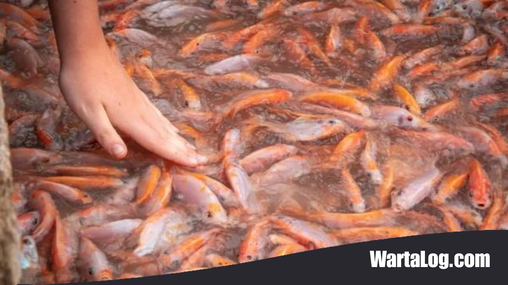 Rahasia Sukses Ternak Ikan Nila Agar Cepat Besar: Panduan Praktis bagi Pensiunan Menuju Panen Melimpah